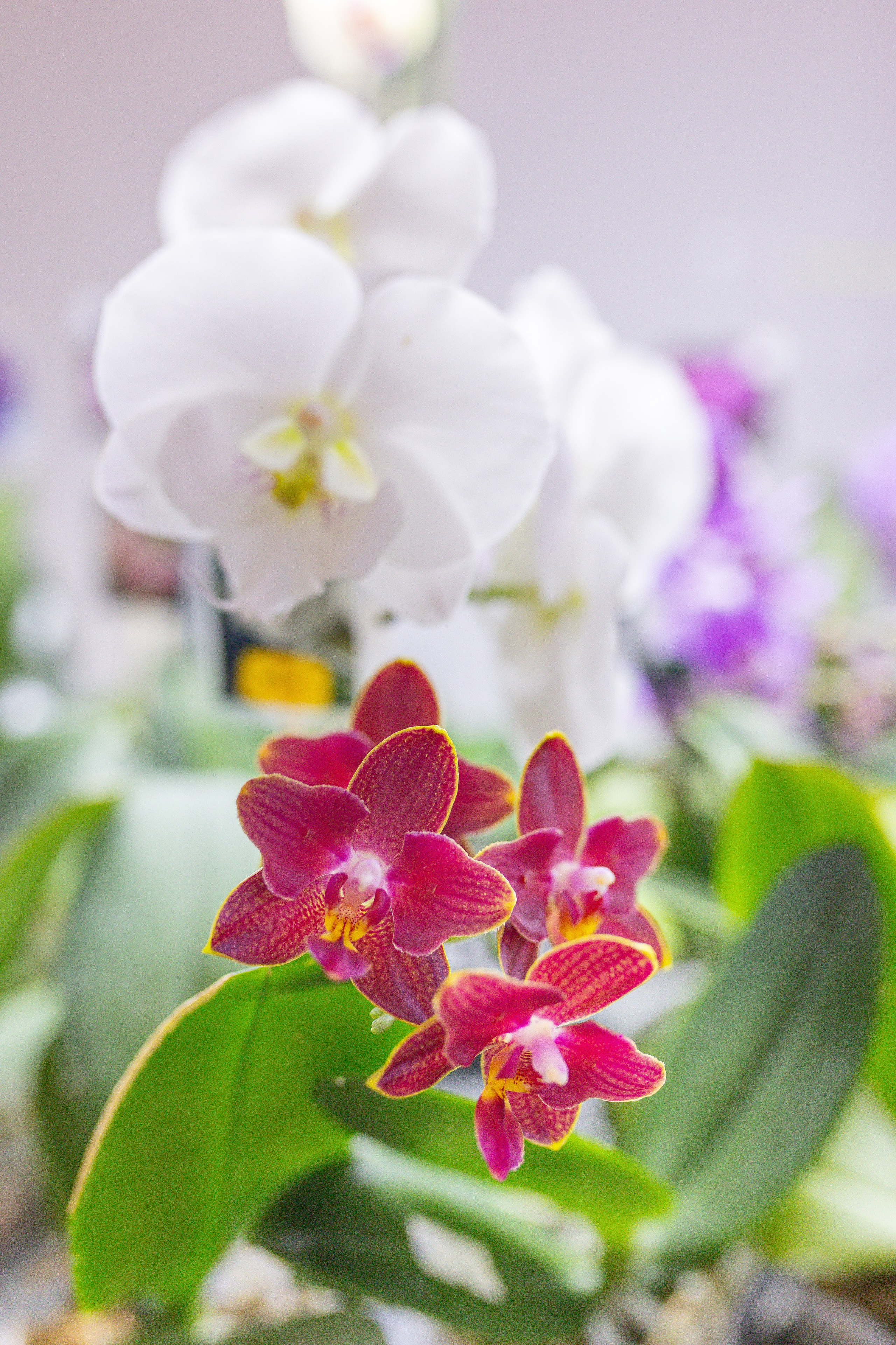 Орхидиум 12.2025. Александра Куликова фотограф, Москва