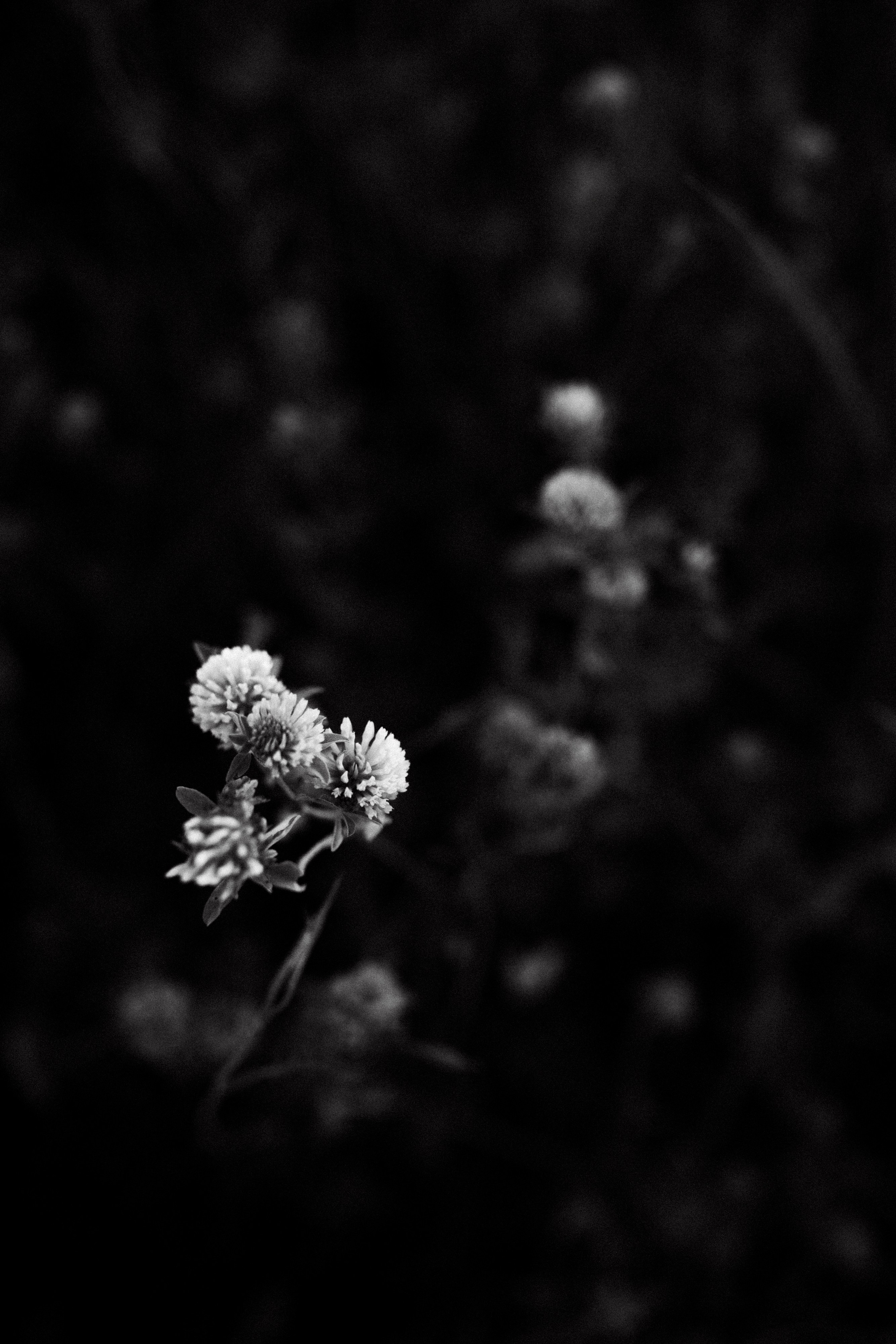 Поле клевера. Фотограф Диана Хасанова, г. Казань