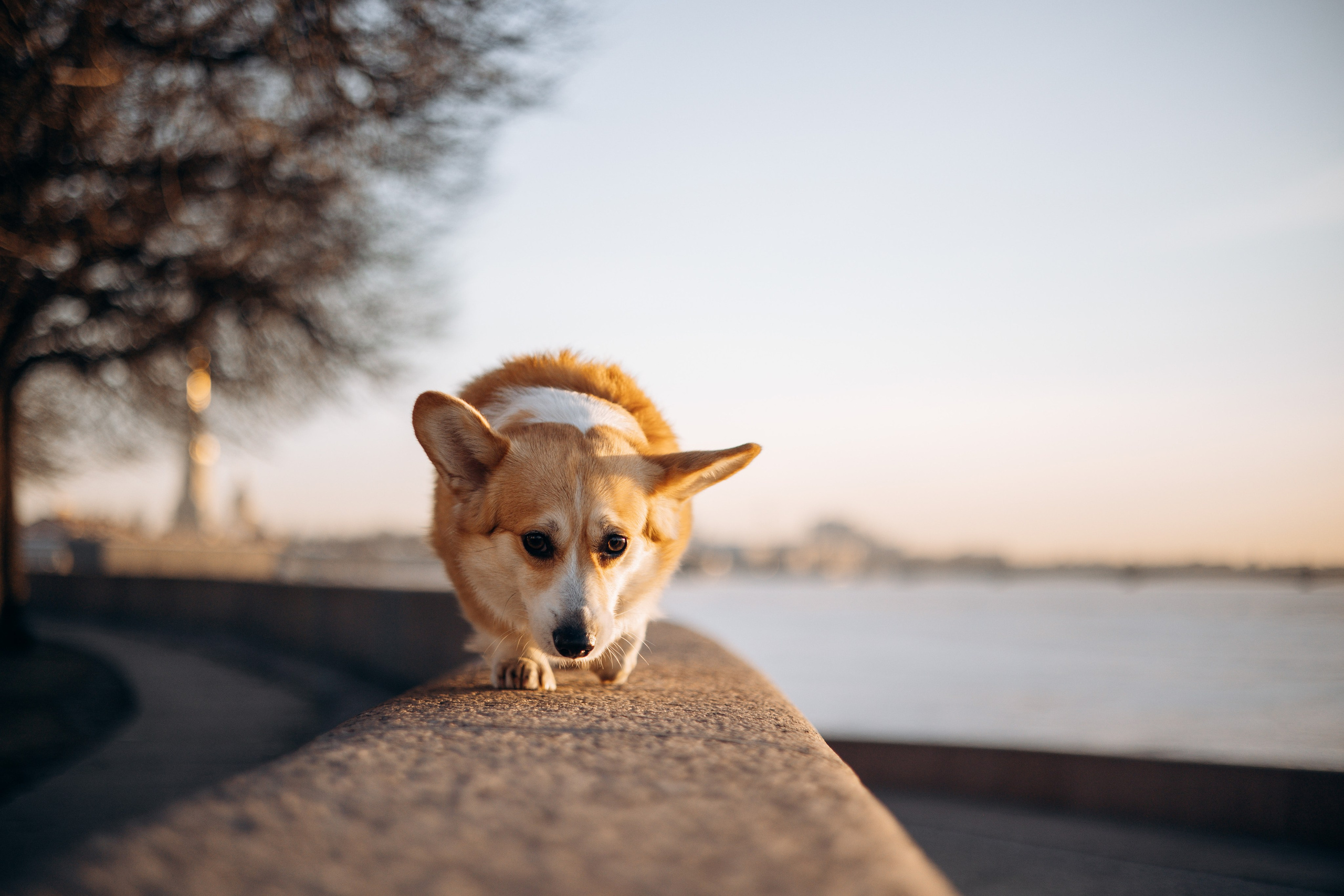 Настя и Ева. Фотограф — Анималист | Санкт-Петербург