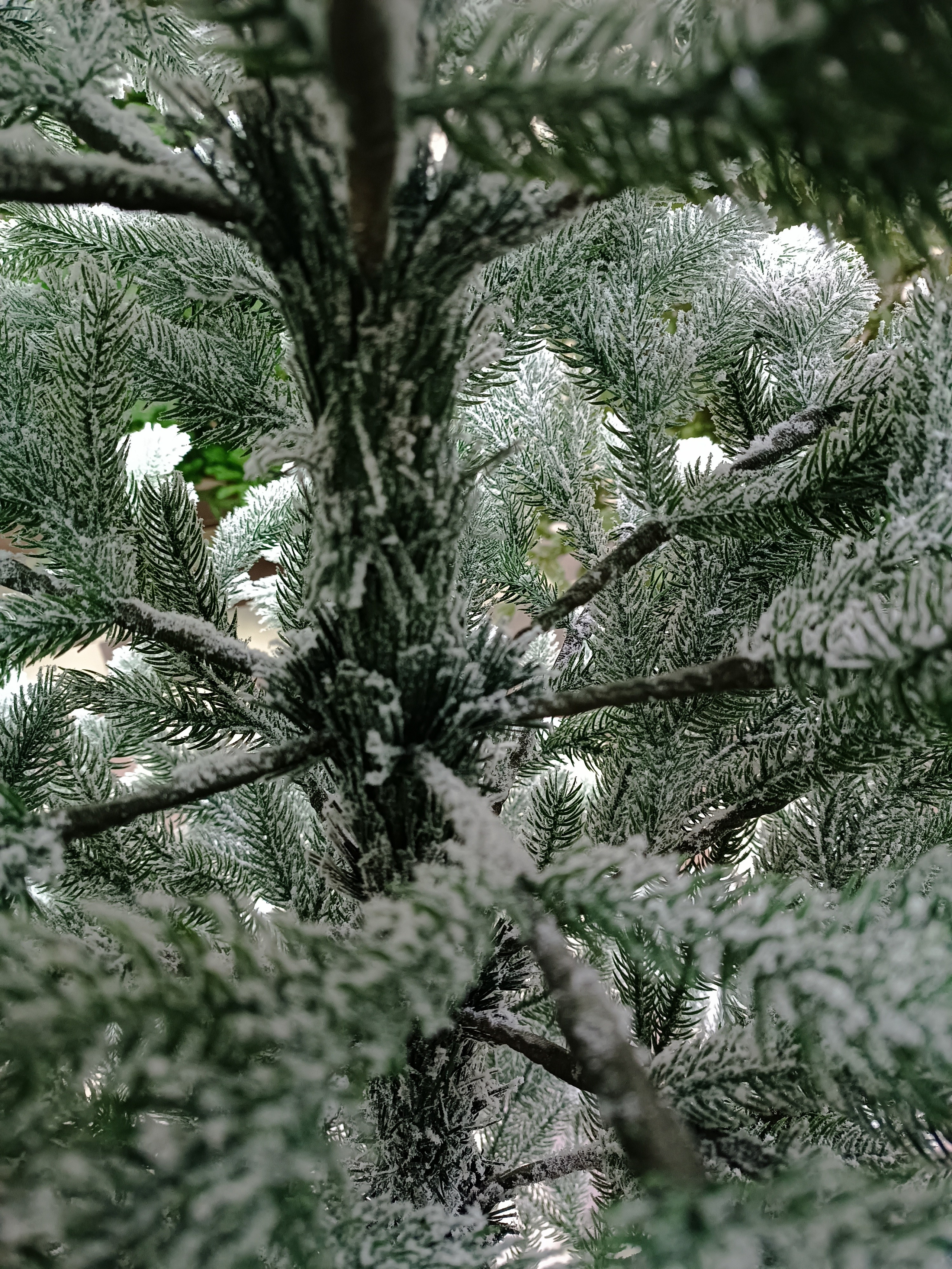 УРАЛЬСКАЯ ЗАСНЕЖЕННАЯ. Elki_grodno