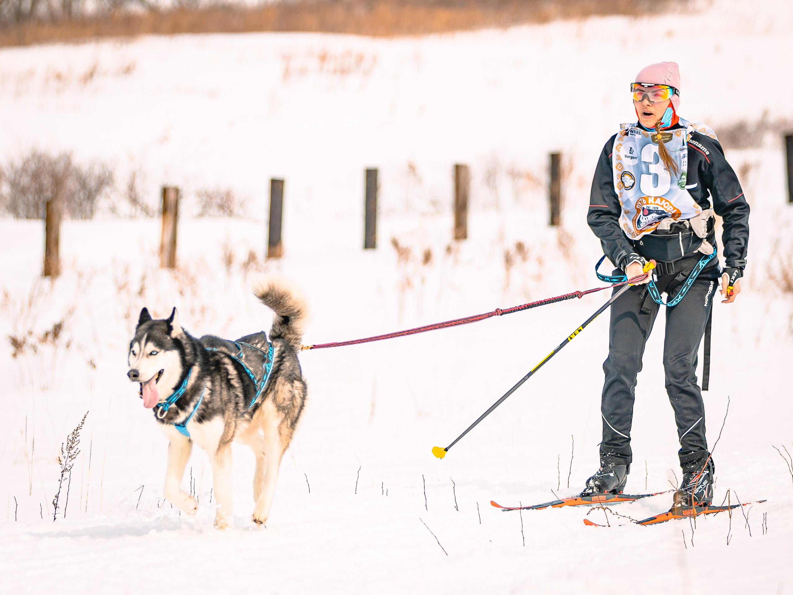 Фестиваль ездового спорта. Фотограф. г. Южно-Сахалинск. Олег Толстов