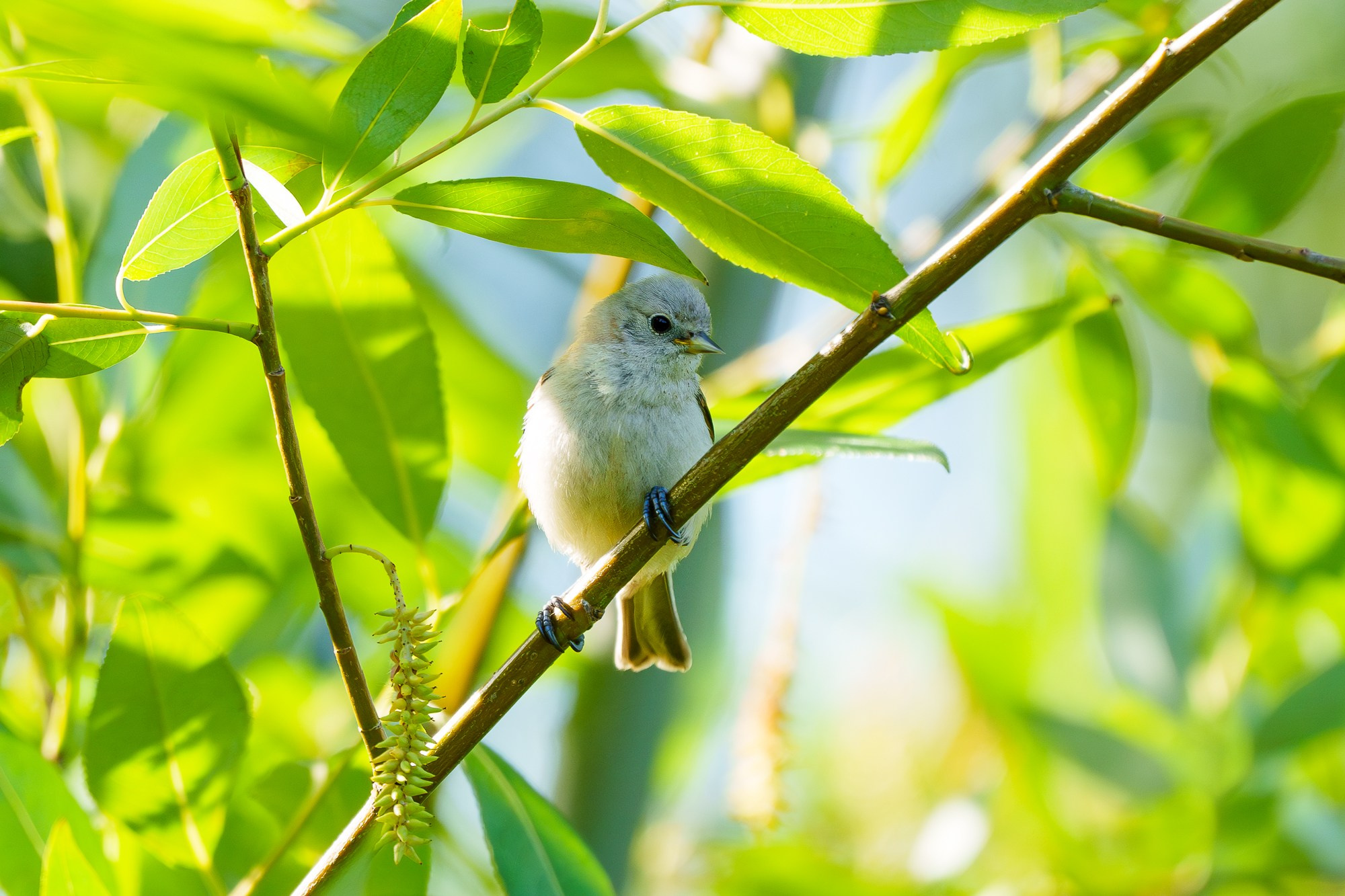 Удивительные мир птиц. Вокруг нас столько прекрасного — присмотритесь!. Ваш личный фотограф Марина Волкова