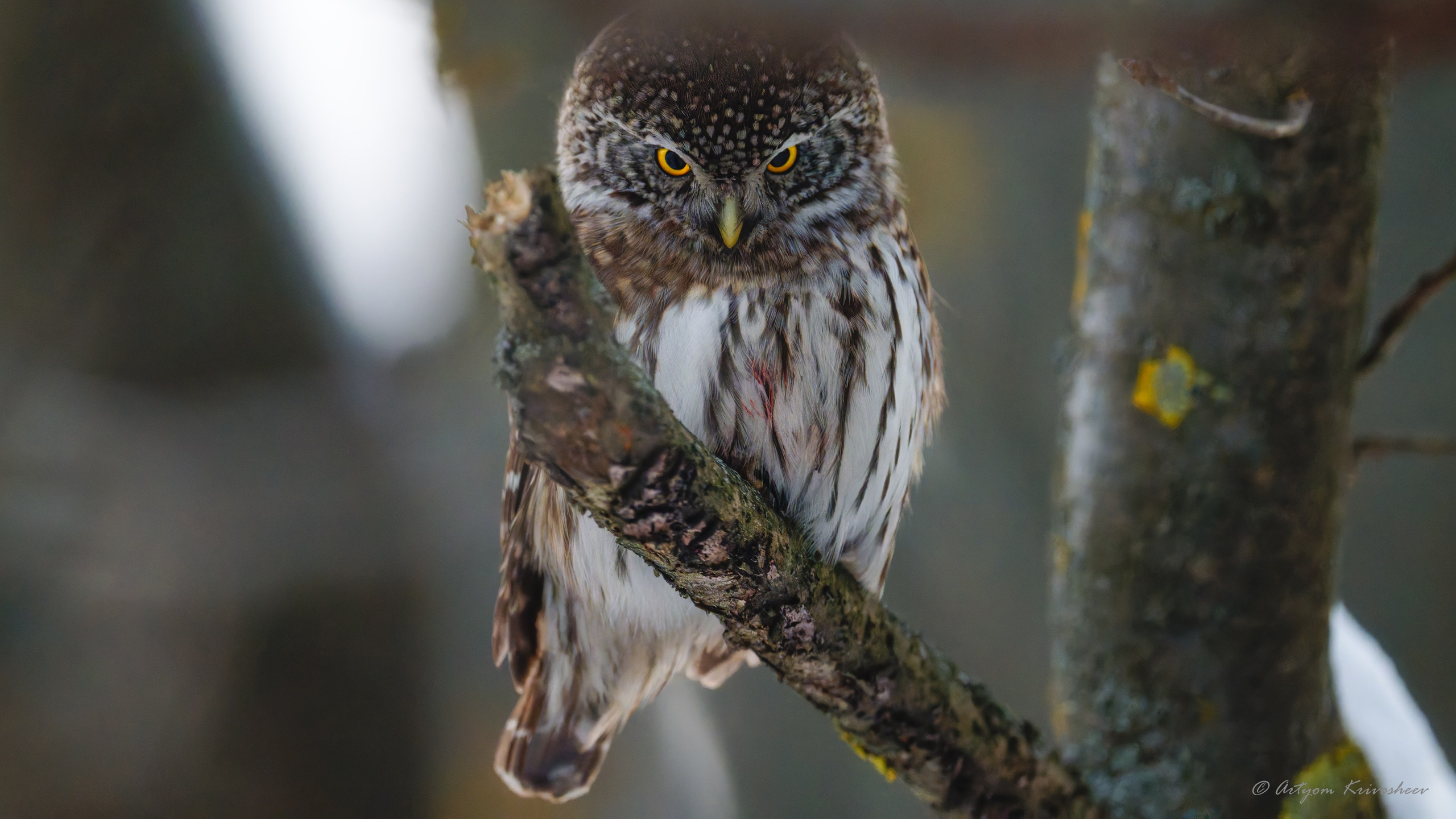 Фотограф и путешественник Артём Кривошеев