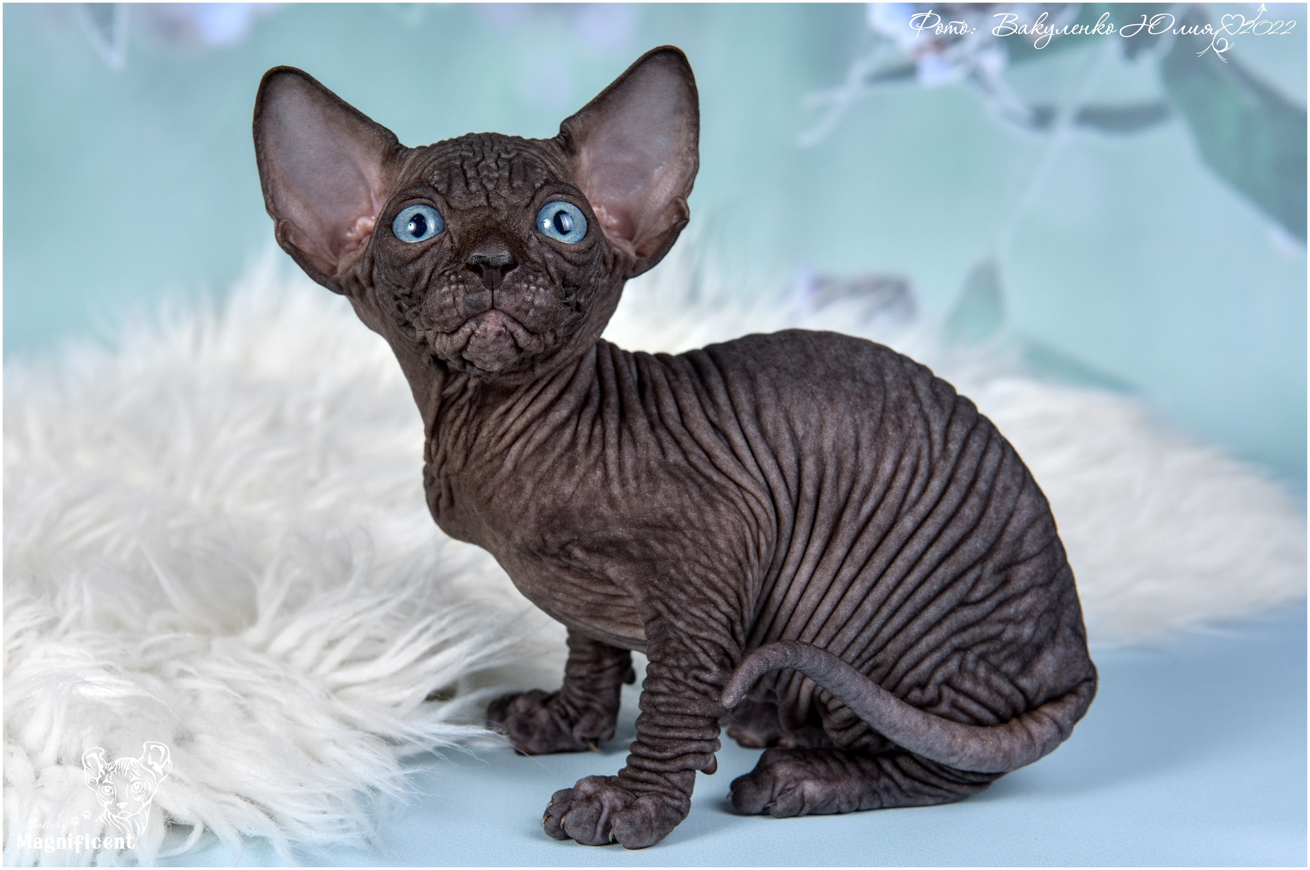 Котята. Фотограф анималист | семейный Юлия Вакуленко, г. Краснодар