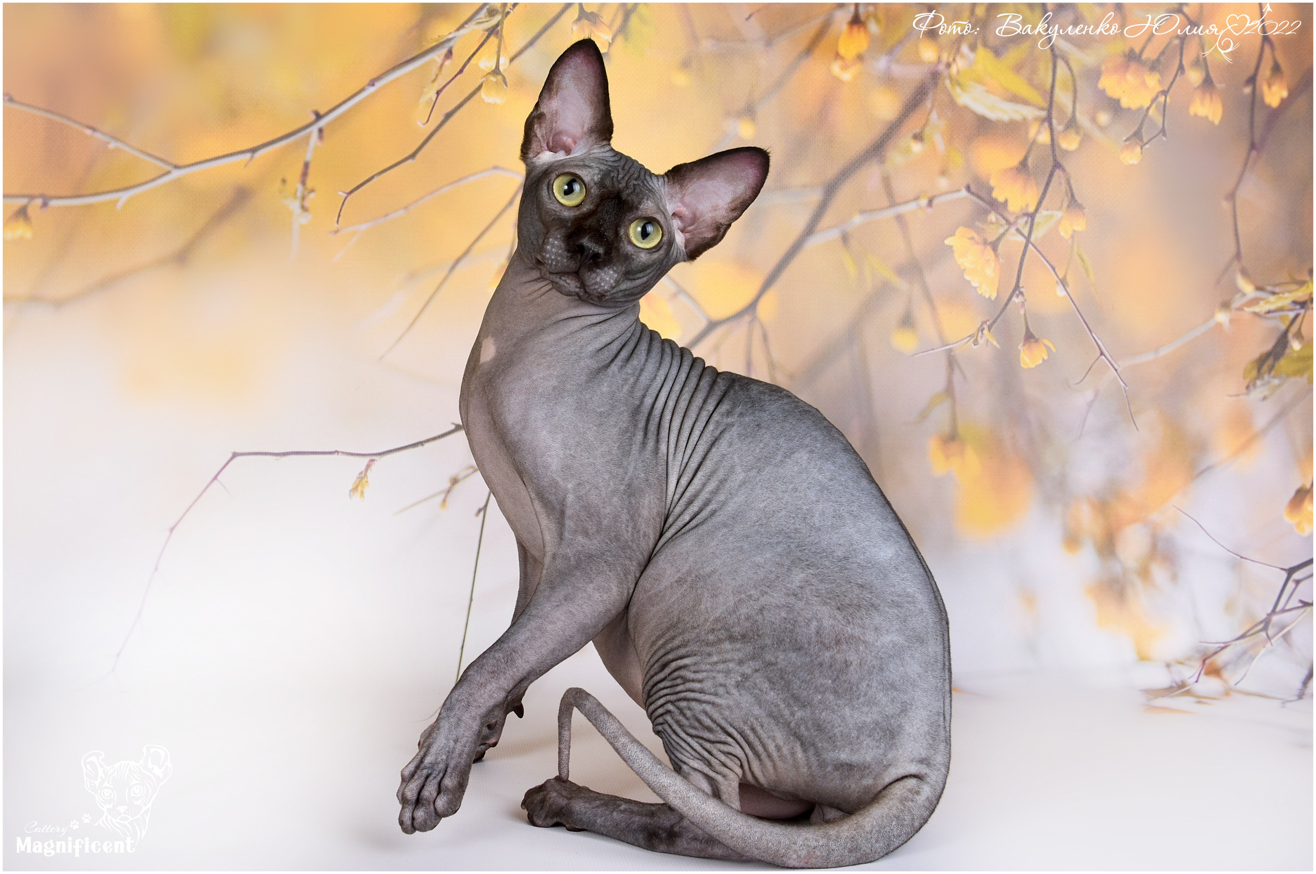 Взрослые. Фотограф анималист | семейный Юлия Вакуленко, г. Краснодар