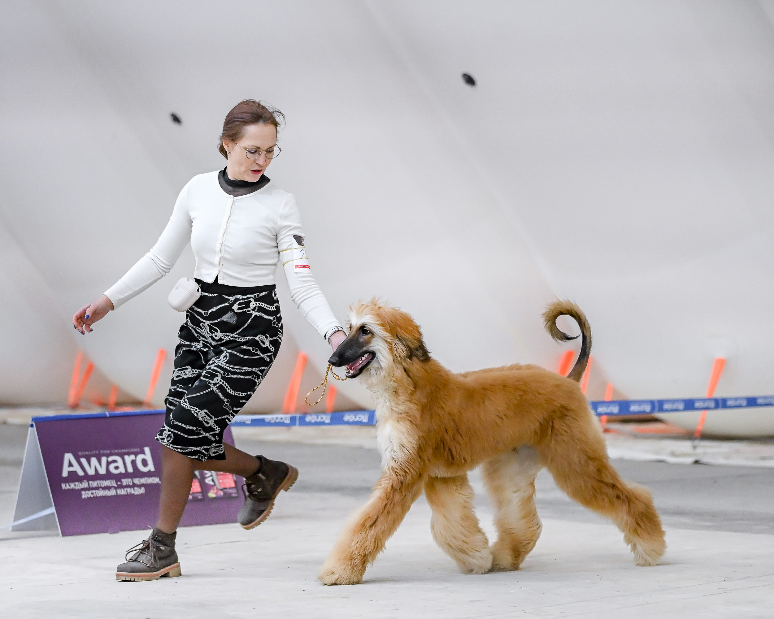 18.02.25 Содружество и Сириус. Галерея фотографий афганской борзой
