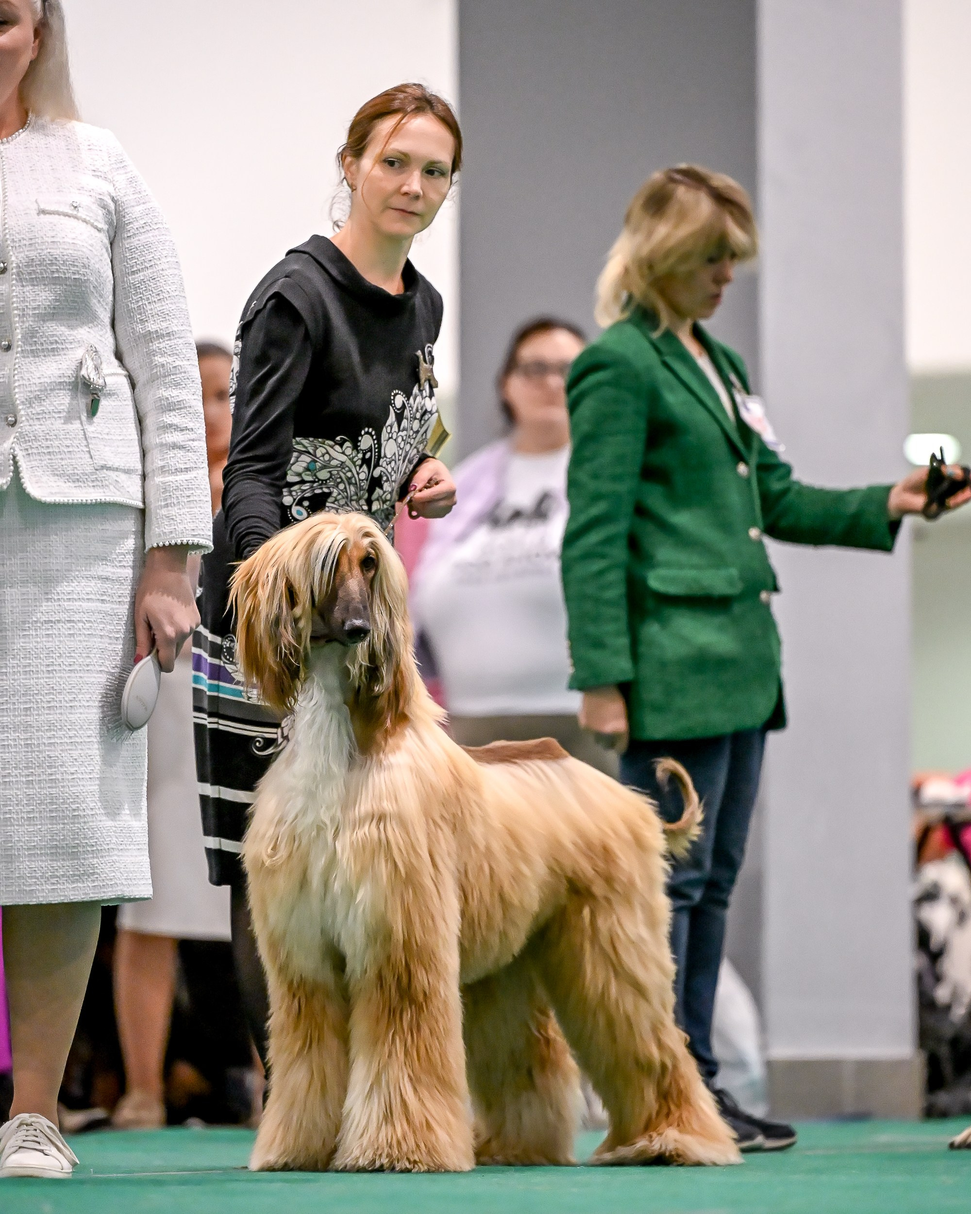 19.10 МКС и Элита. Галерея фотографий афганской борзой
