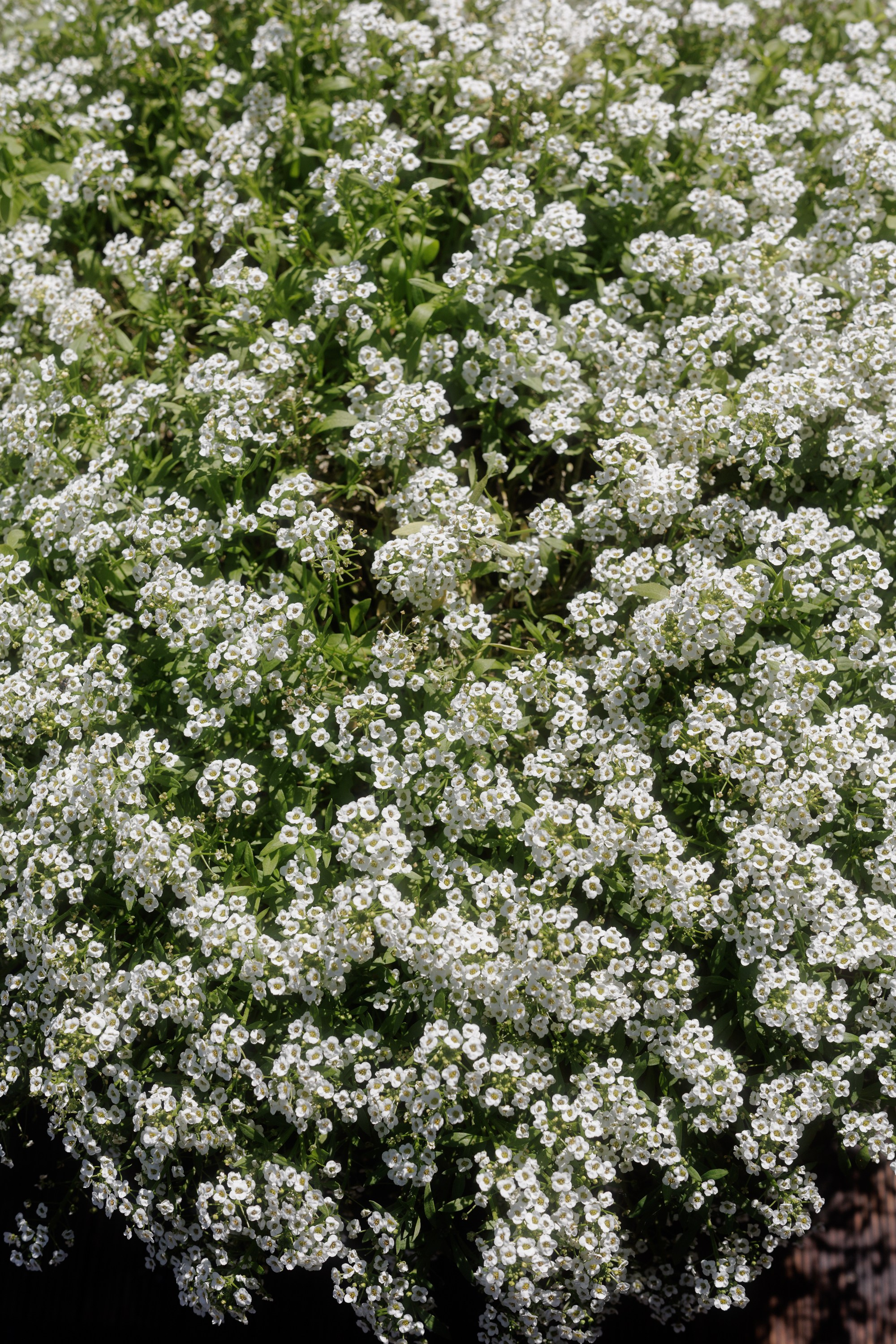 Андрей и Оля. Свадебный фотограф