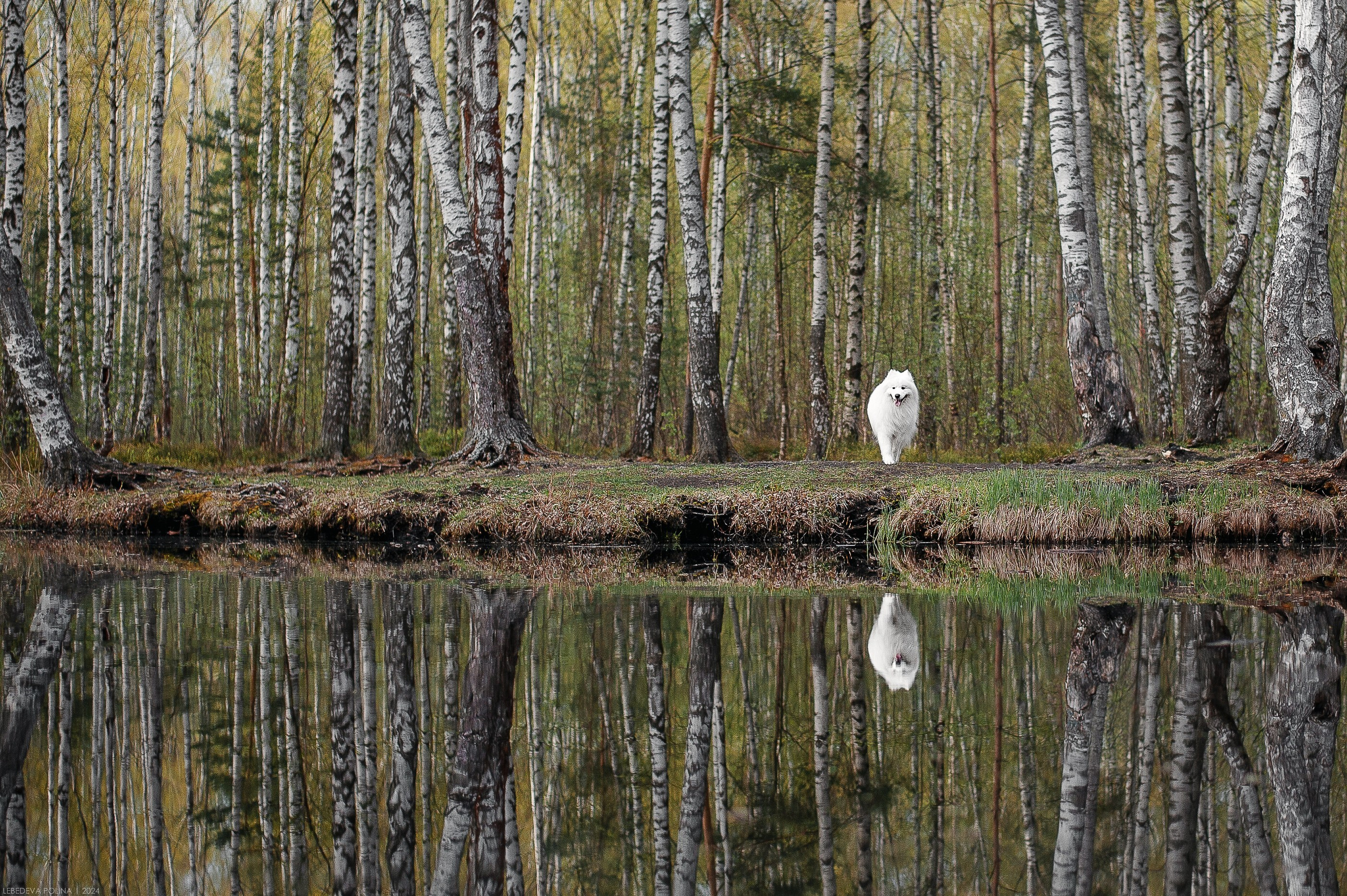 Анималистика. Фотограф Аверич Полина|Санкт-Петербург