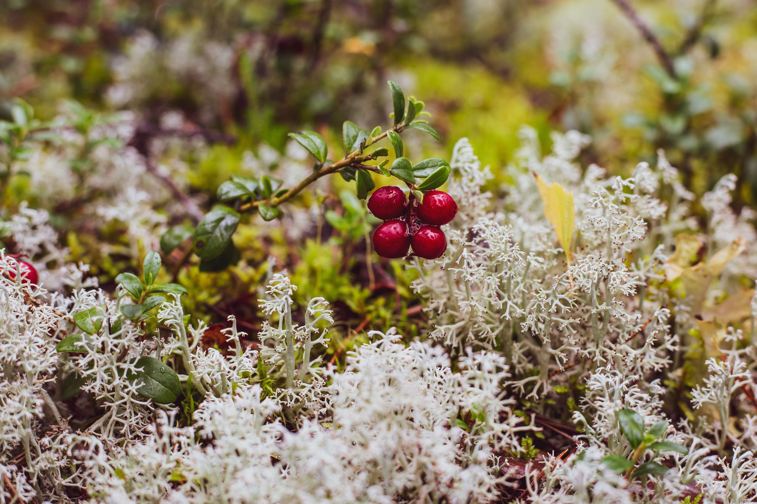 Nature/Urban. Владислав Ромашев. Семейный и детский фотограф из Москвы