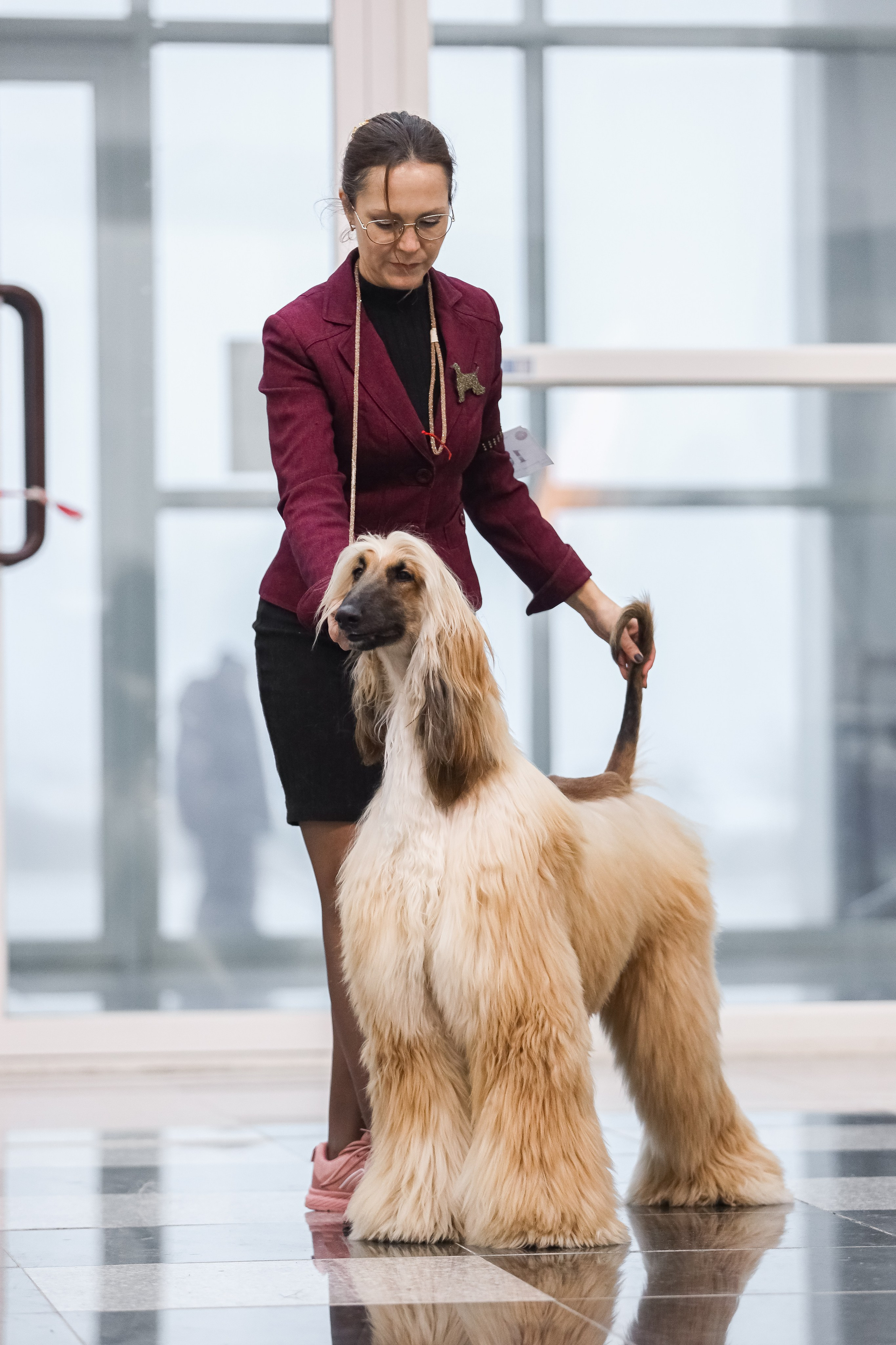 Международная выставка собак СACIB FCI 29-30.11.2025. Галерея фотографий афганской борзой