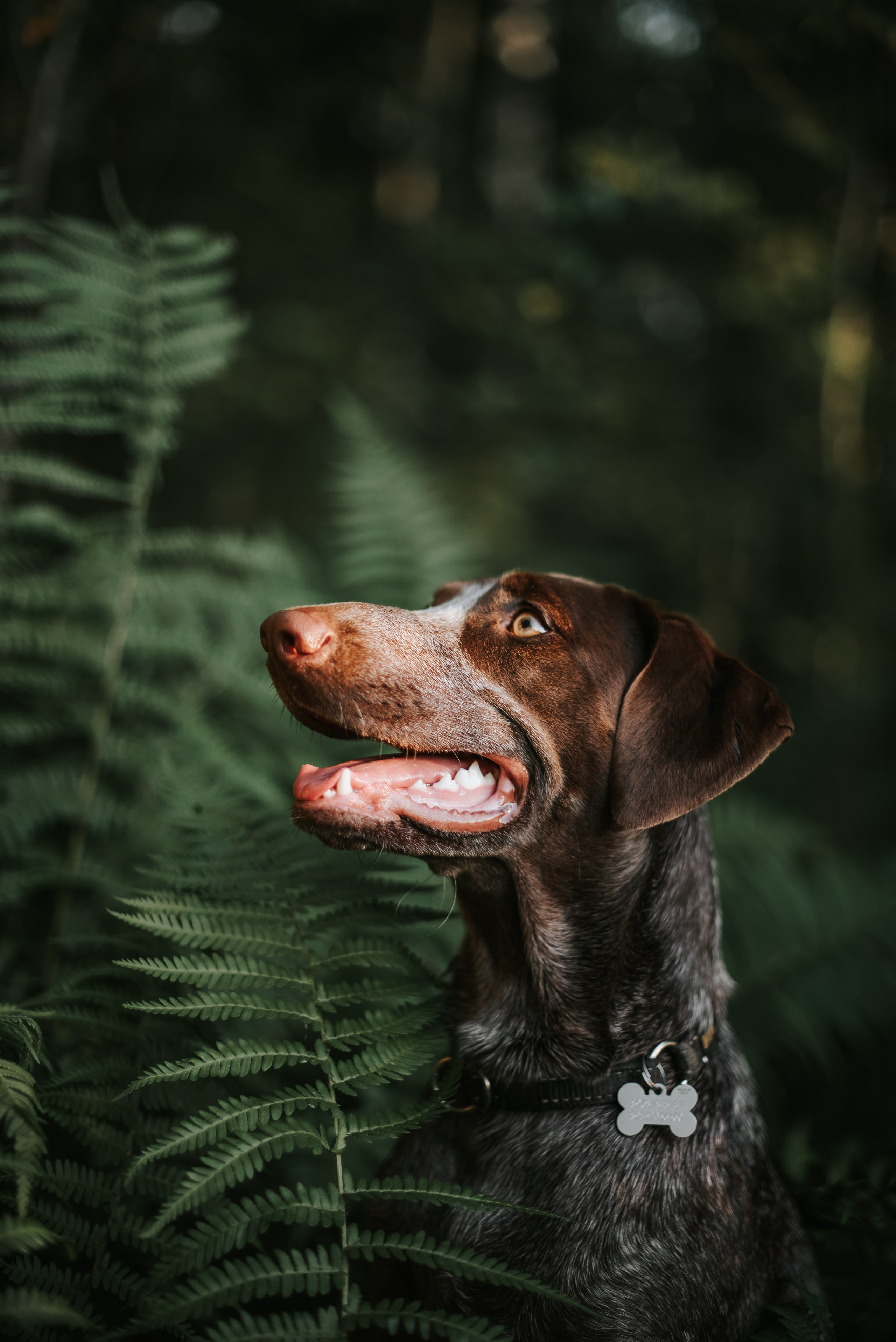 Витя и Кофи. Фотограф-анималист Валерия, Москва, Мытищи