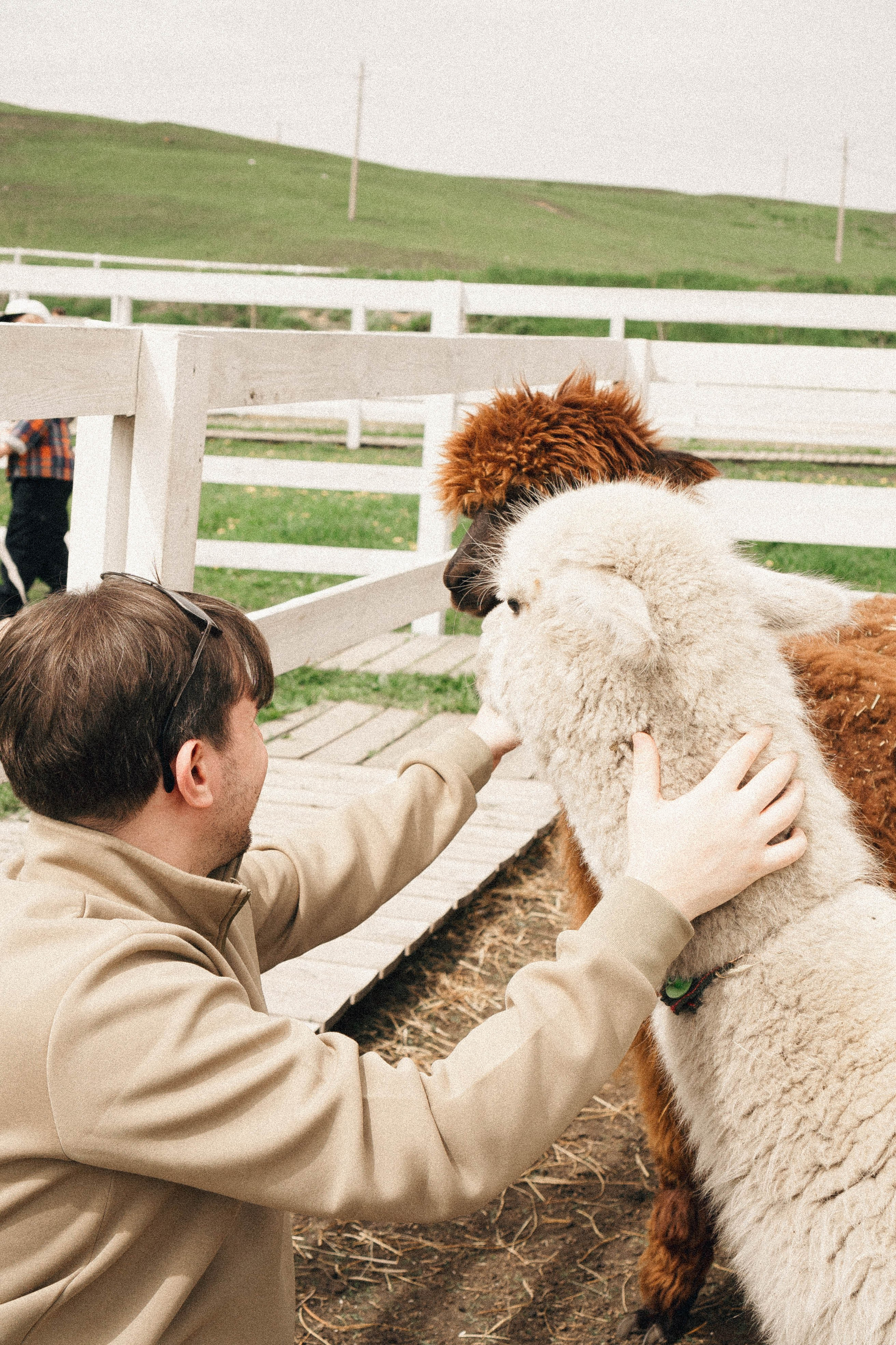 Ферма Альпак. Профессиональный фотограф, Санкт-Петербург — Виктория Богомолова