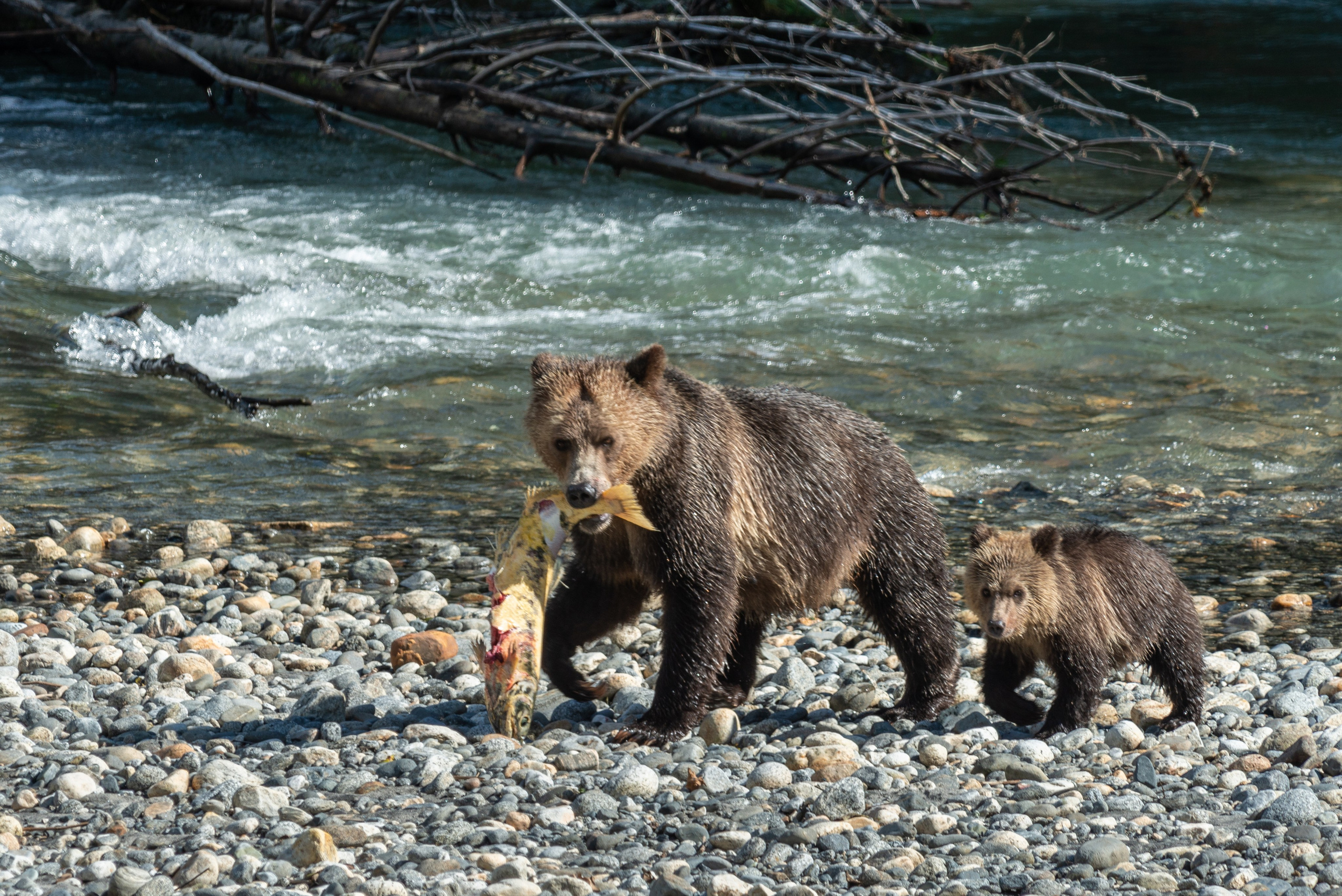 Осень в Канаде. Пейзажный фотограф Сергей Пестерев. Фото природы