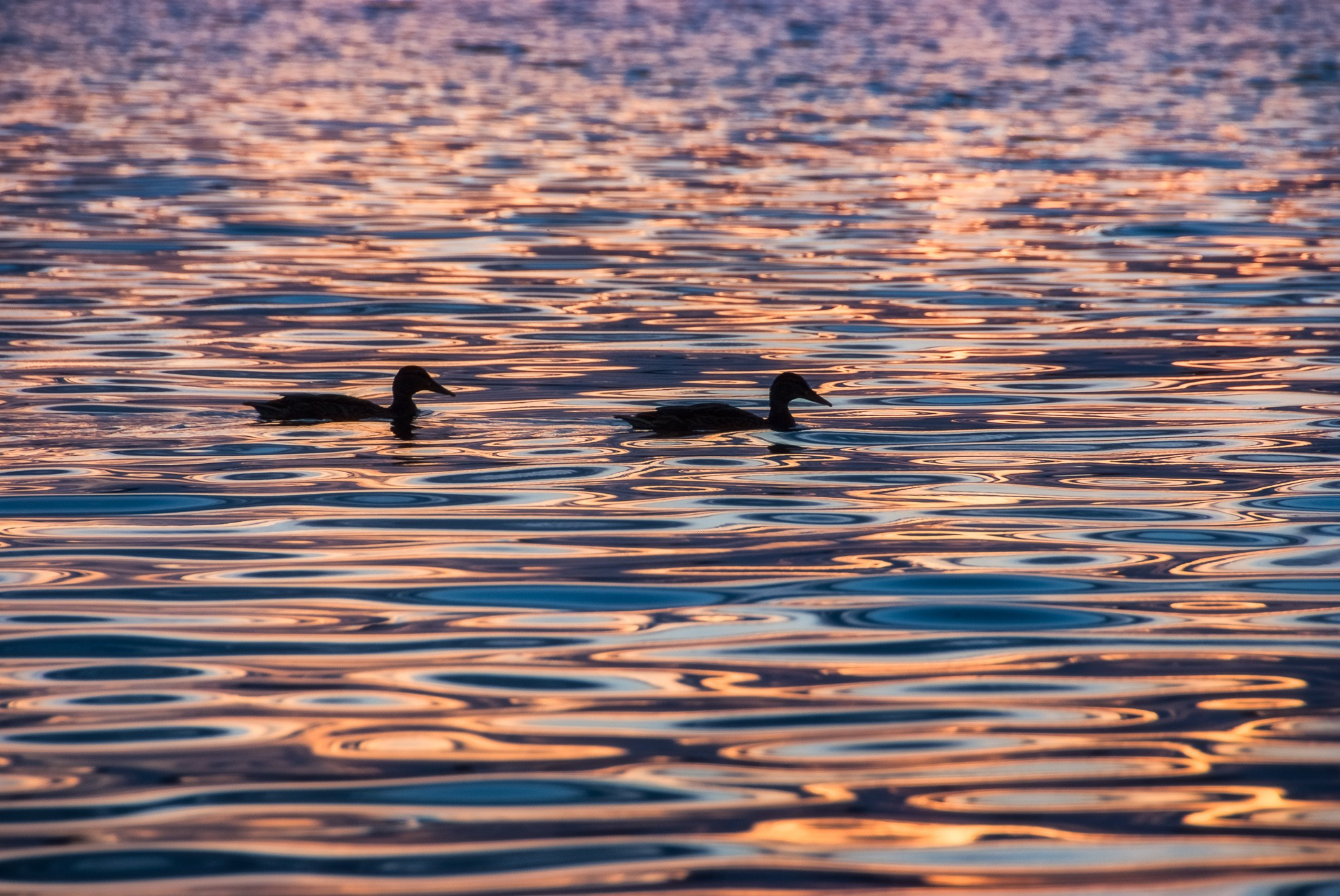 Утки на озерез Круглое в Дмитровском районе Подмосковья.