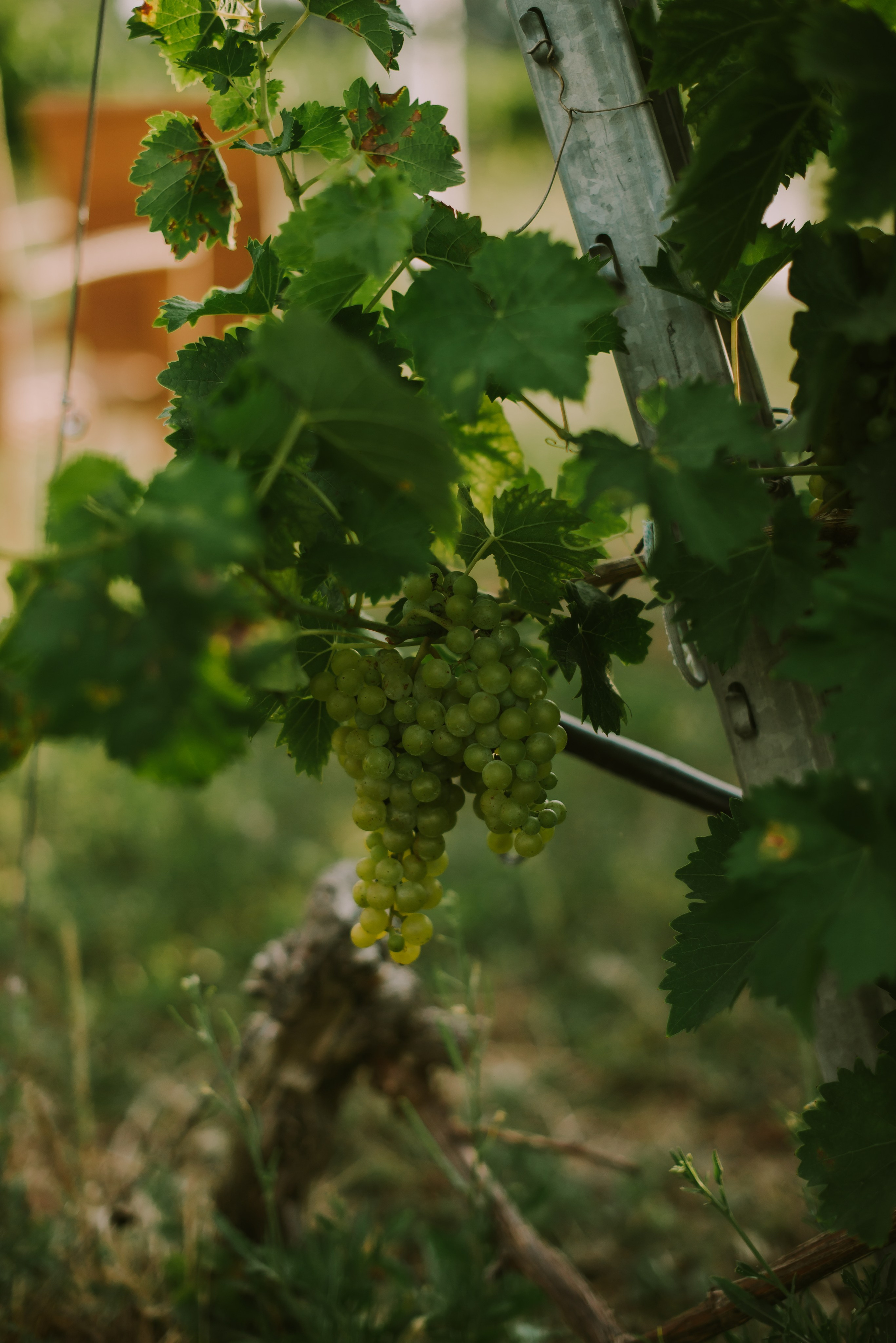 Влад и Настя (Виноделья Акчурина). Свадебный, женский, семейный фотограф в Севастополе Юлия Мошенко