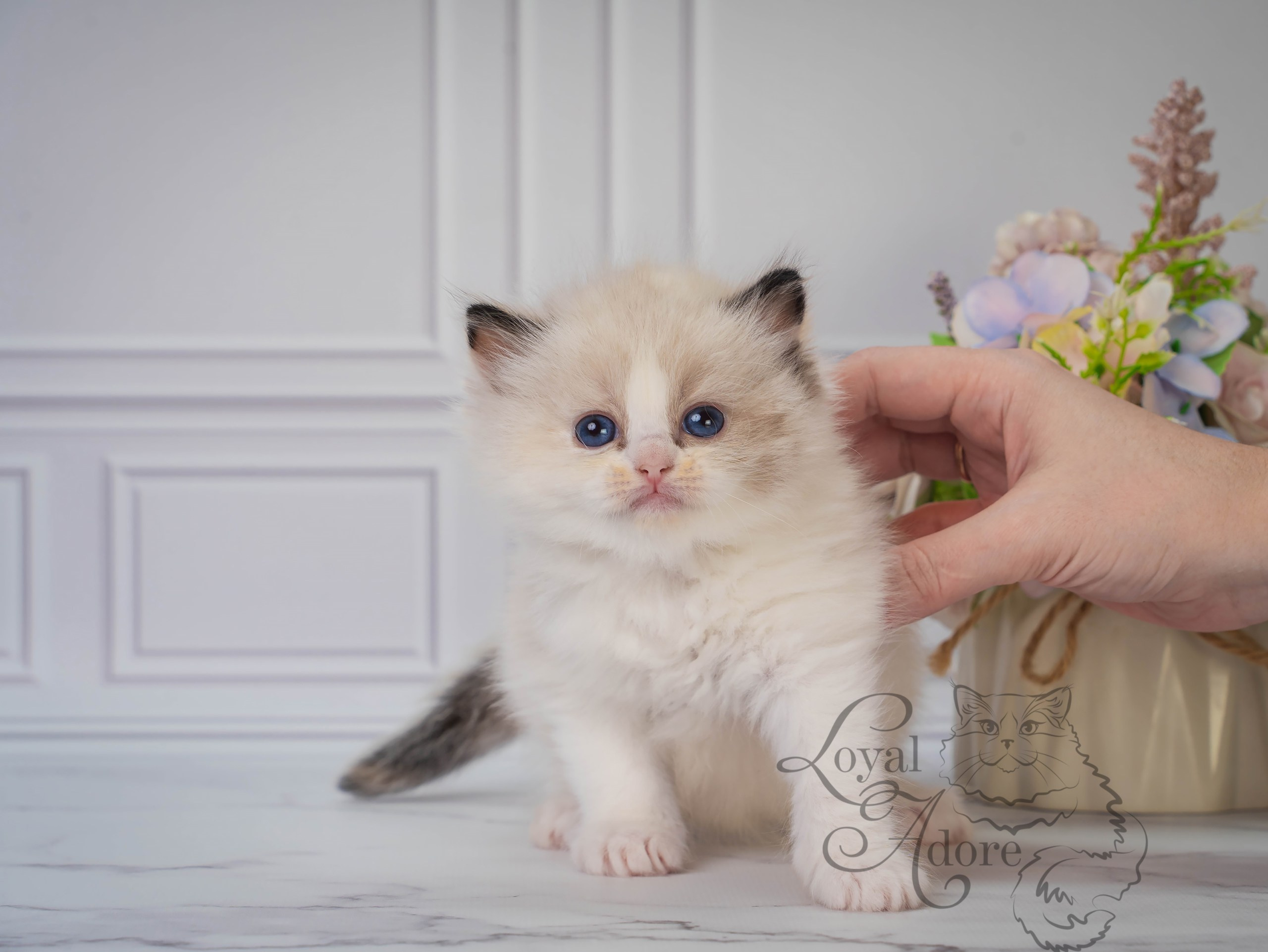 Все свободные котята. Питомник рэгдолл Loyal Adore