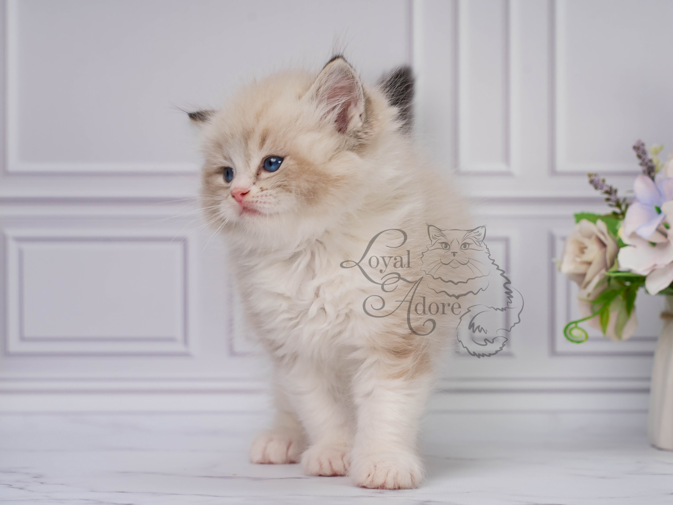 Котята рэгдолл от Loyal Adore. Питомник рэгдолл Loyal Adore