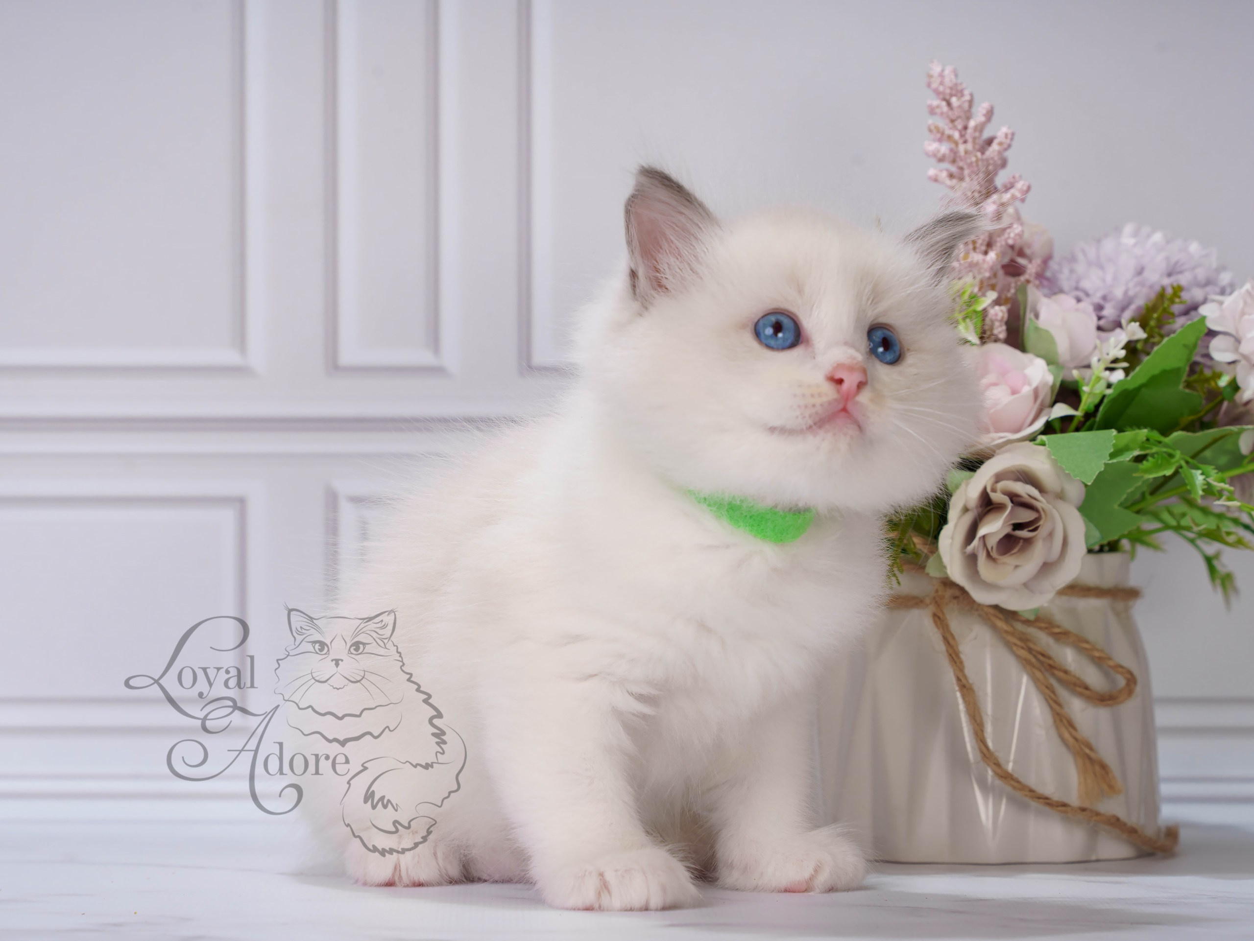 Котята рэгдолл от Loyal Adore. Питомник рэгдолл Loyal Adore