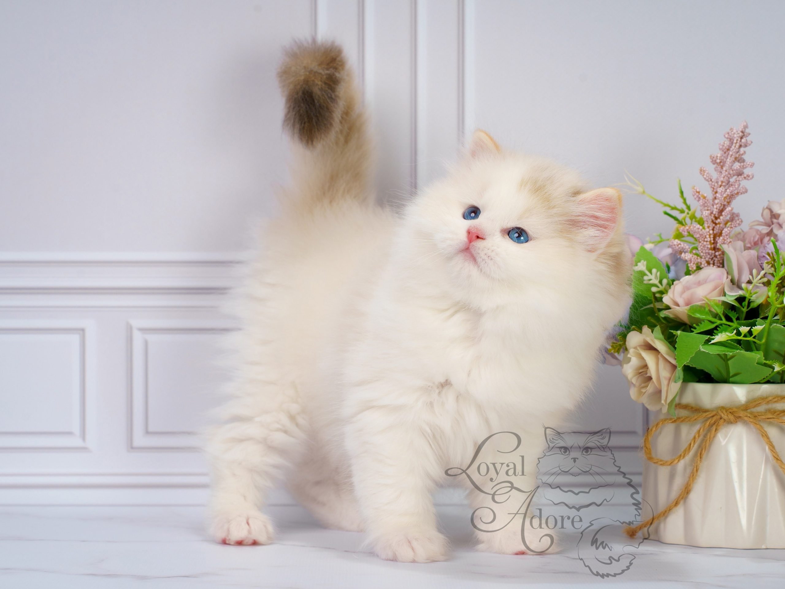 Котята рэгдолл от Loyal Adore. Питомник рэгдолл Loyal Adore