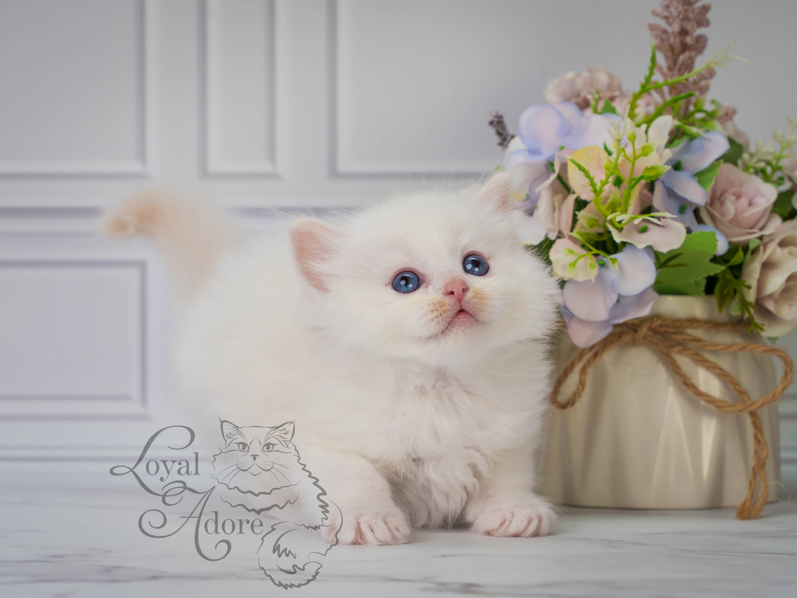 Котята рэгдолл от Loyal Adore. Питомник рэгдолл Loyal Adore