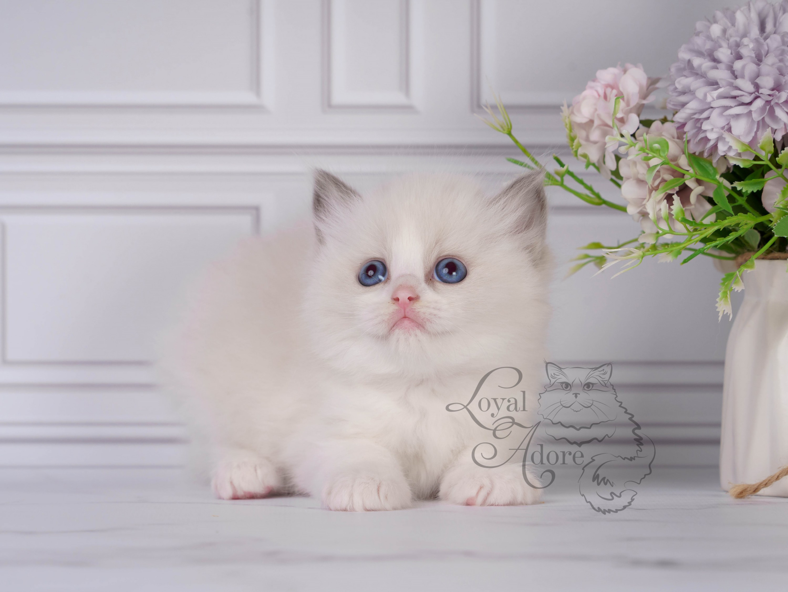 Котята рэгдолл от Loyal Adore. Питомник рэгдолл Loyal Adore