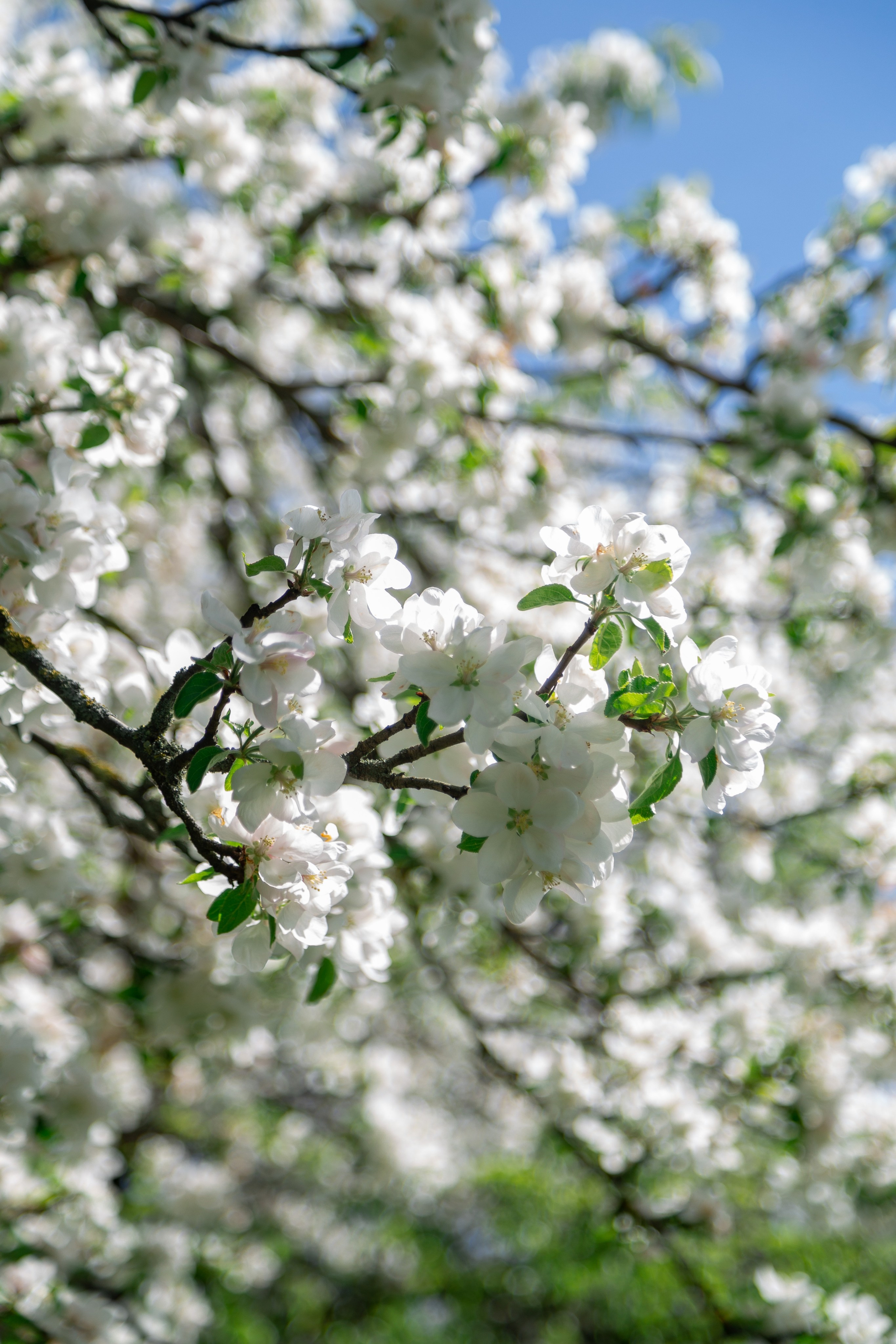 Весна. Фотограф в Минске Екатерина Тузова