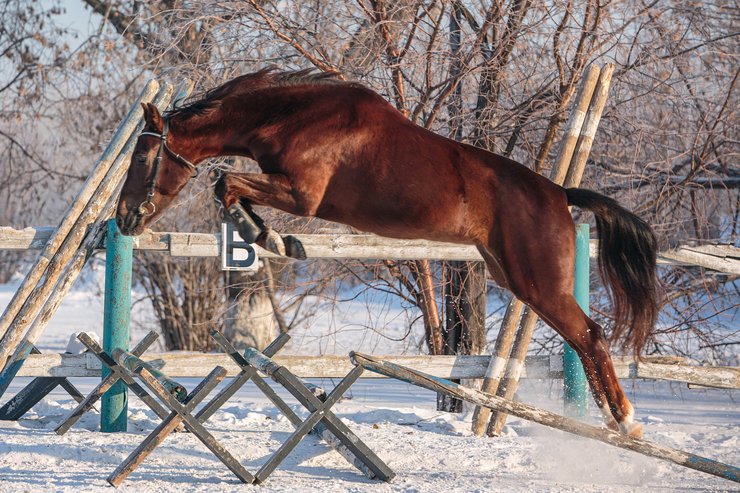 Лошади зимой. Конный фотограф в Красноярске — Любовь Похабова