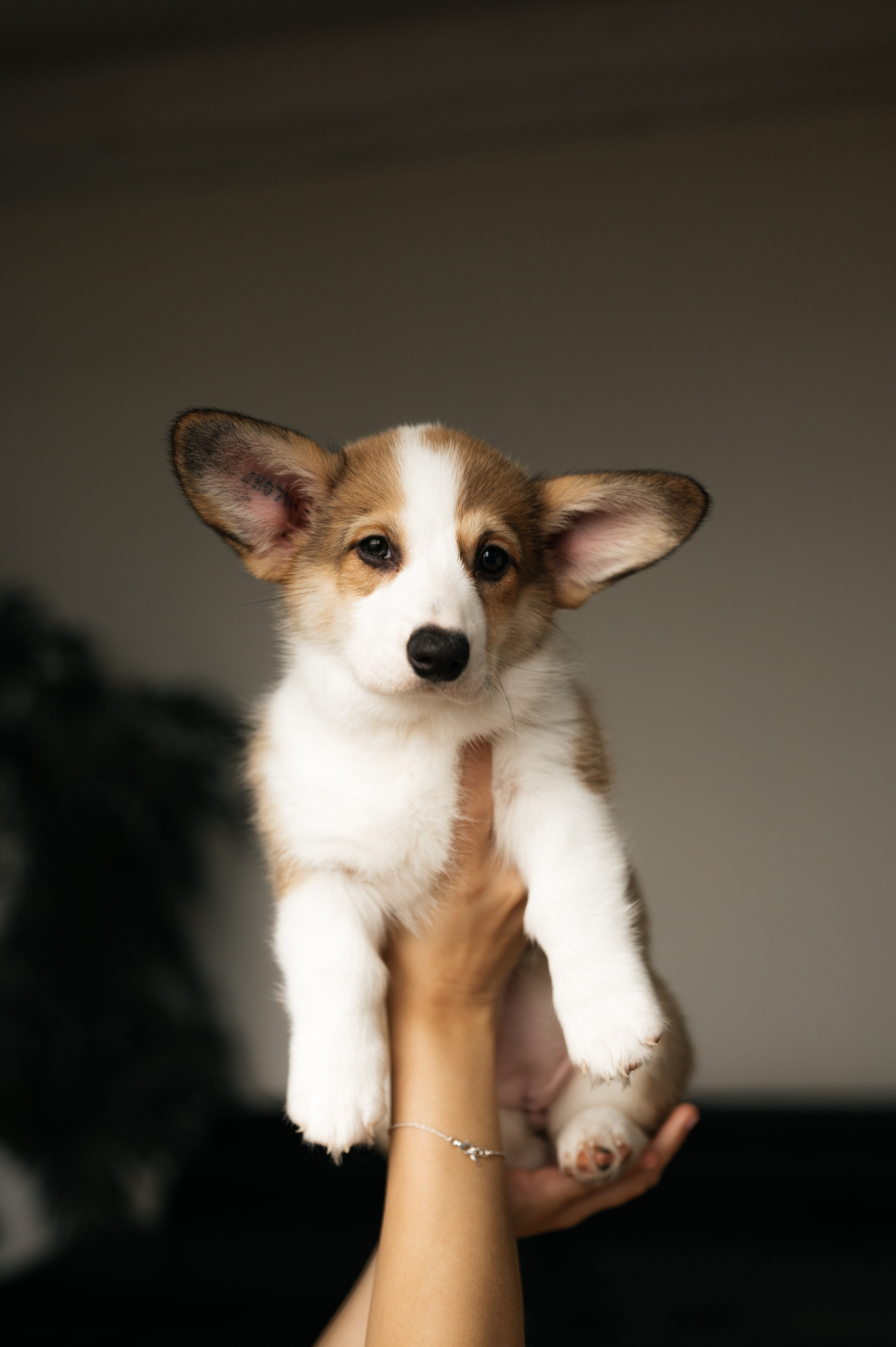 Миша, Маша и Боня. Свадебный и семейный фотограф в Краснодаре Алина Мельник
