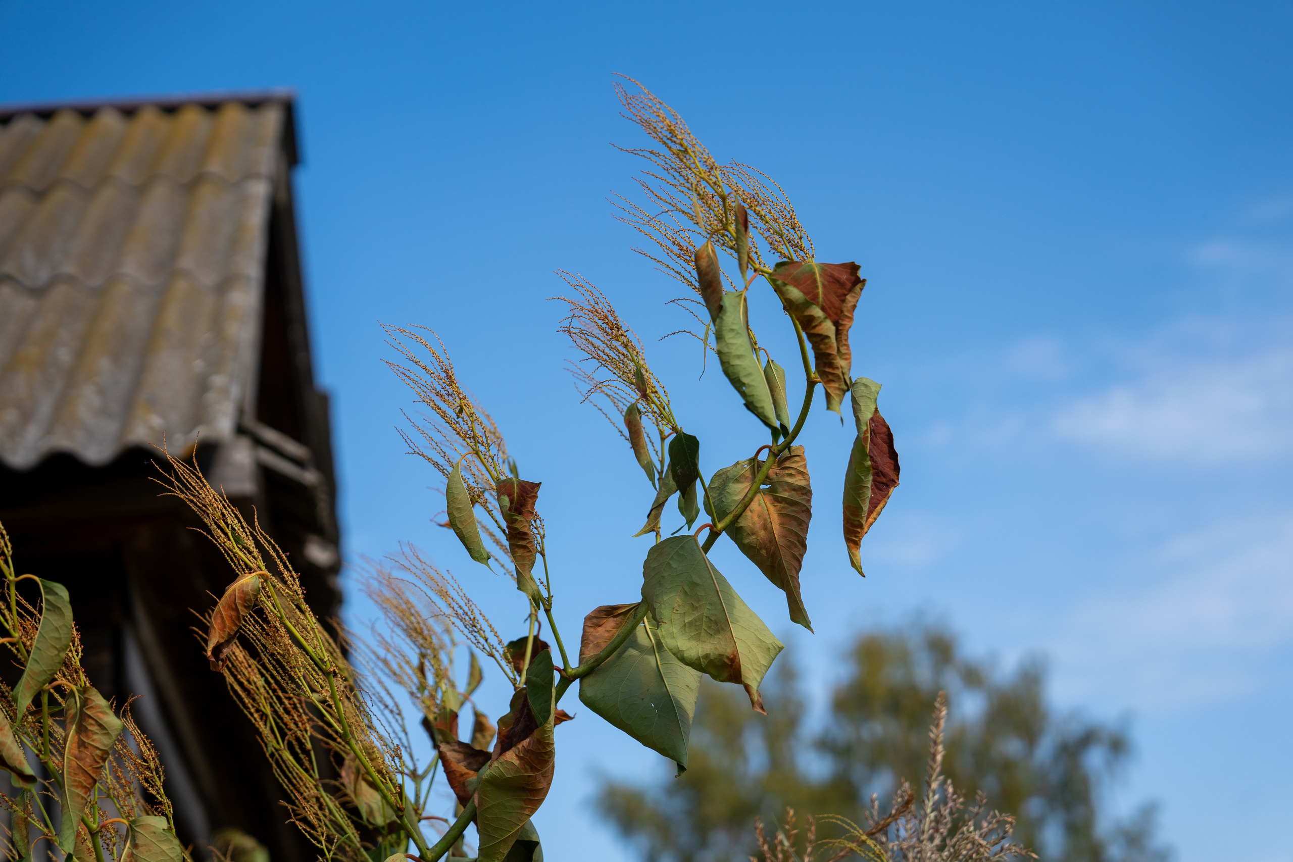 Ярмарка. Фотограф Наталья Сорока Ижевск