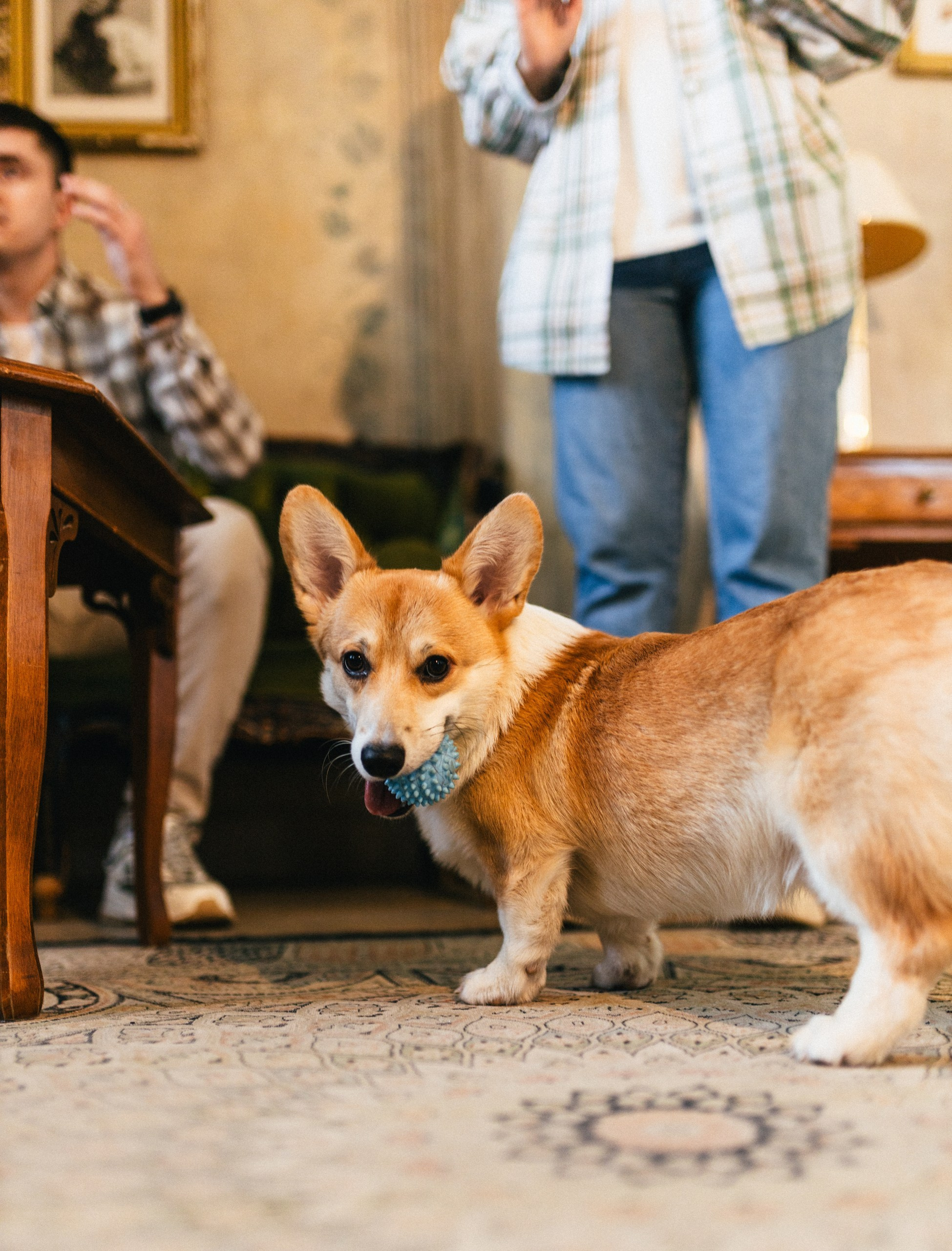 Эдуард+Полина+Балу. Свадебный фотограф Мария Железняк в Москве