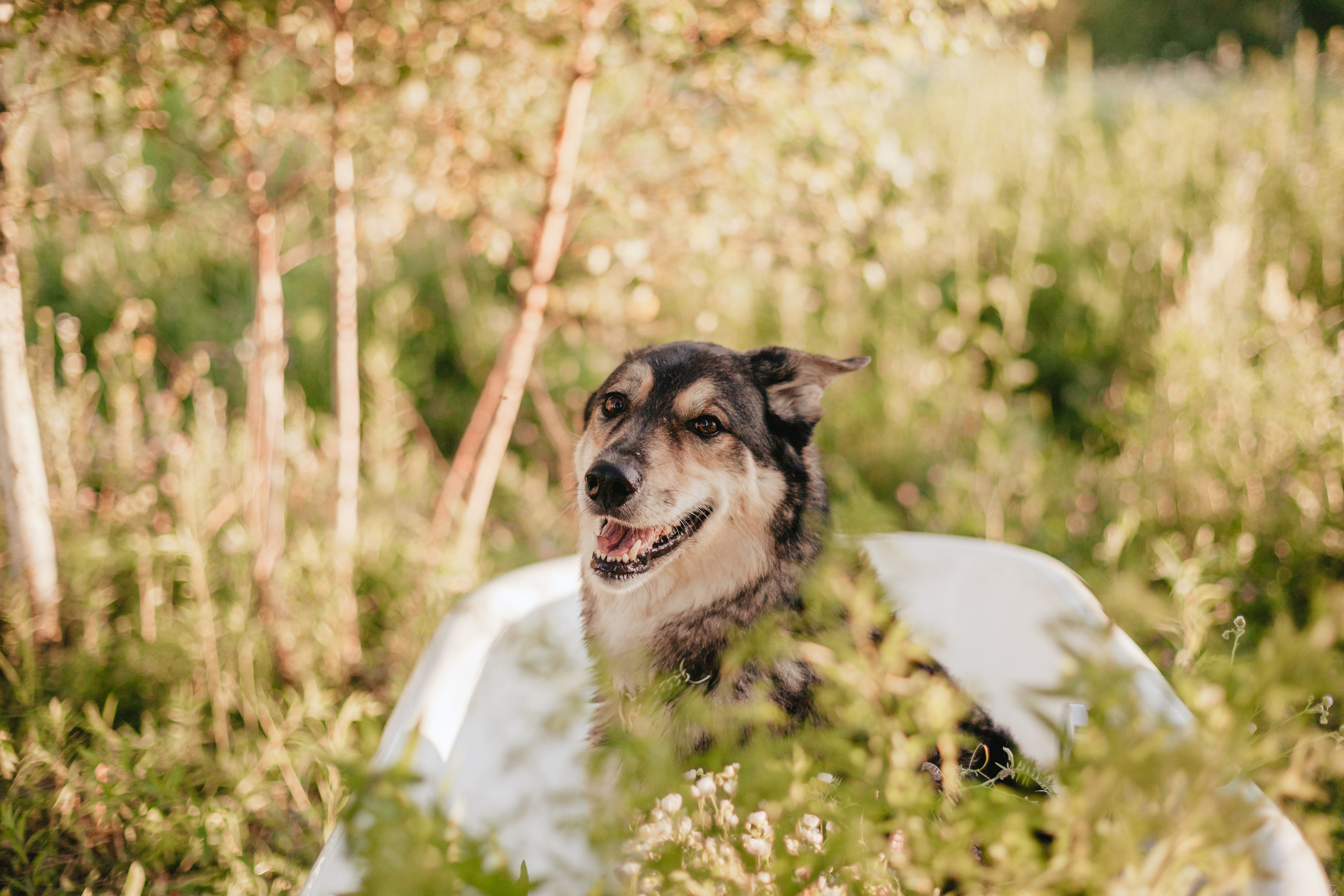 Ванна в поле. Фотограф-анималист Татьяна Степанова