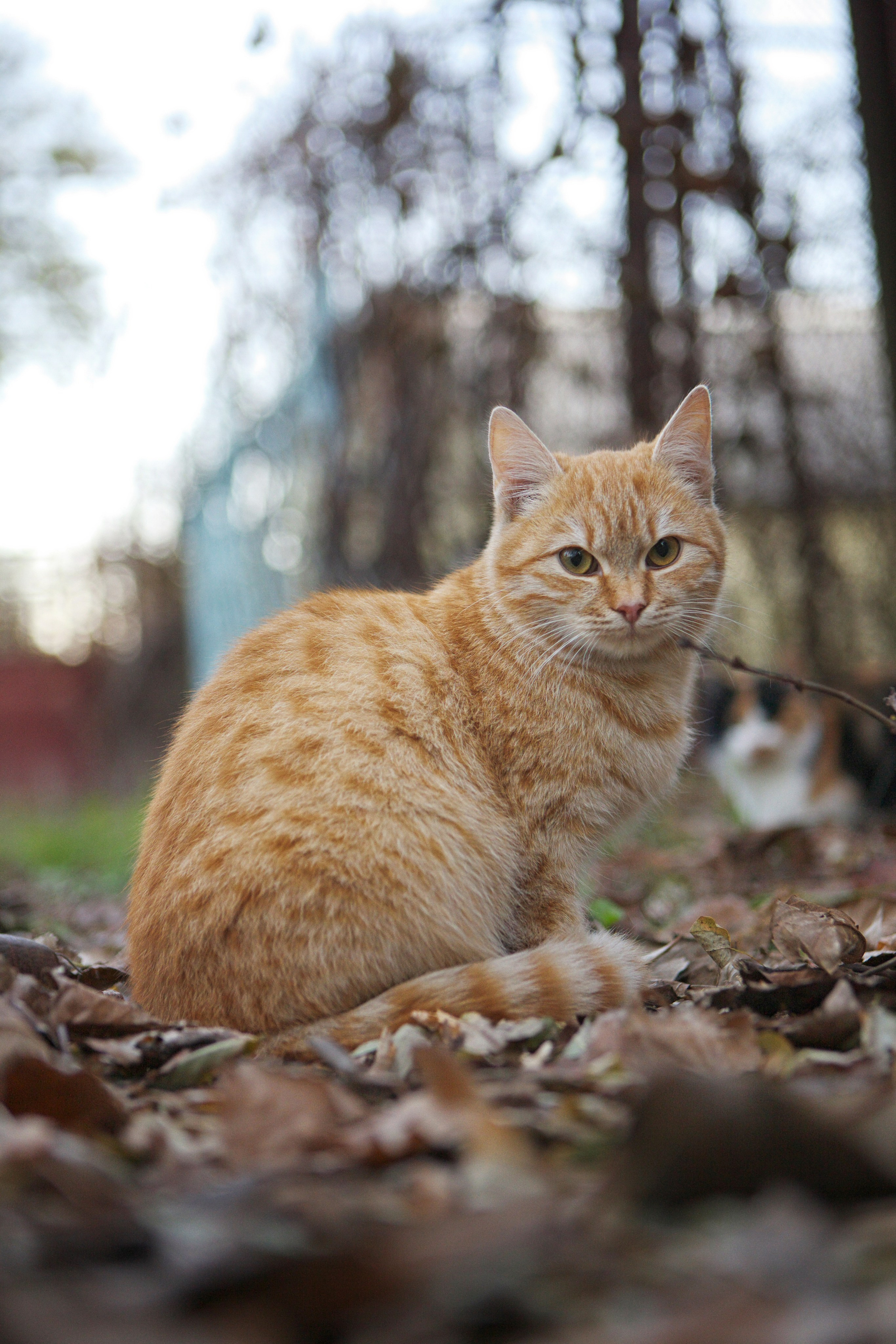 Школа Цифрового Контента Эдуарда Ленькова