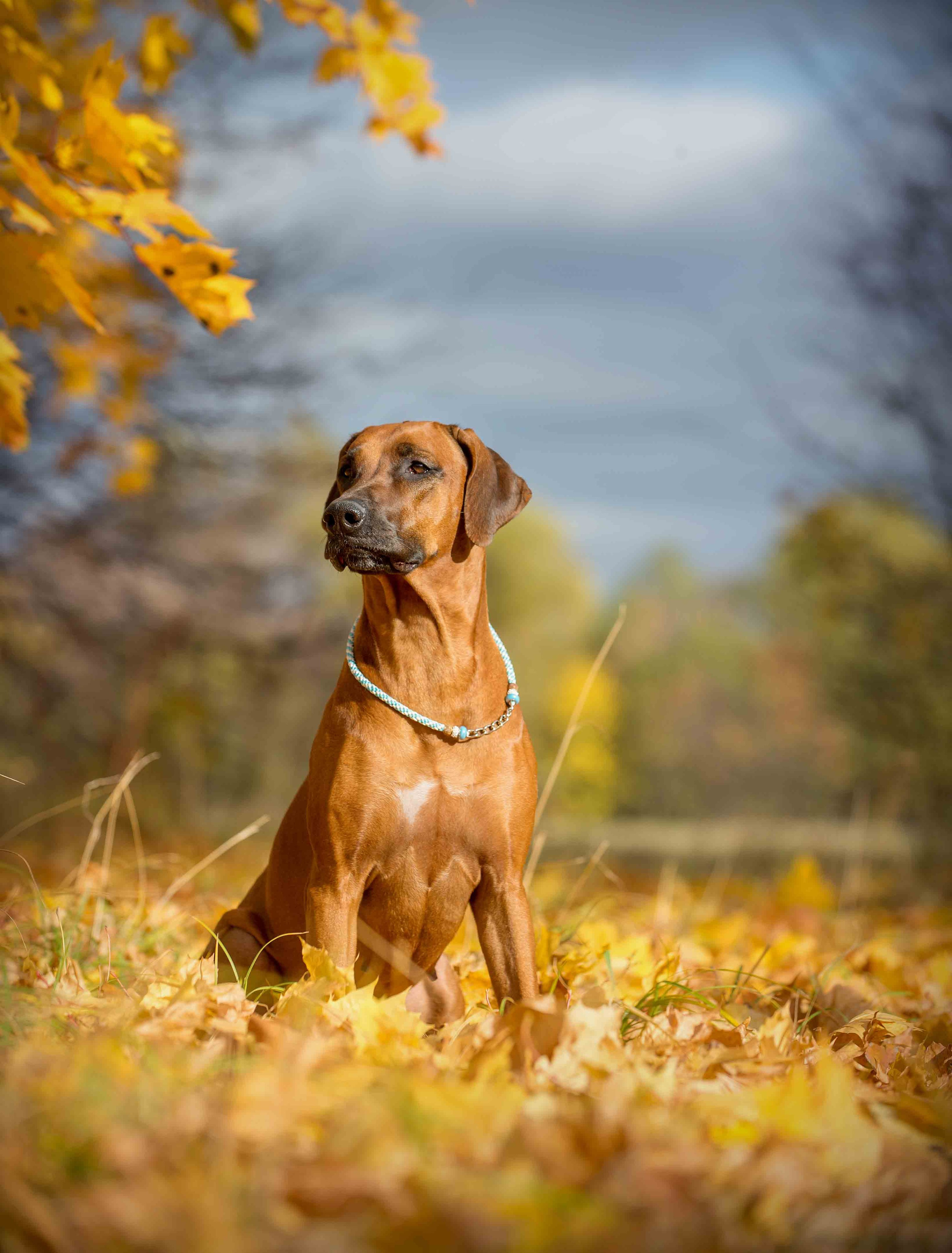 Собаки. Портретная и свадебная фотосъемка. Москва и область
