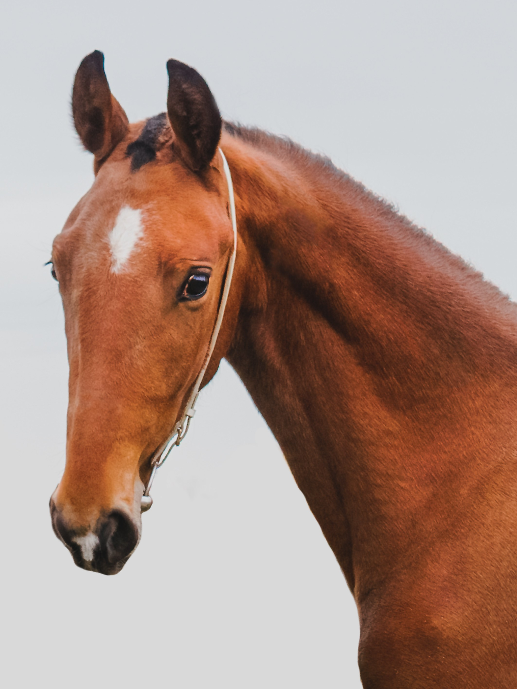 Life with horse. Saamill