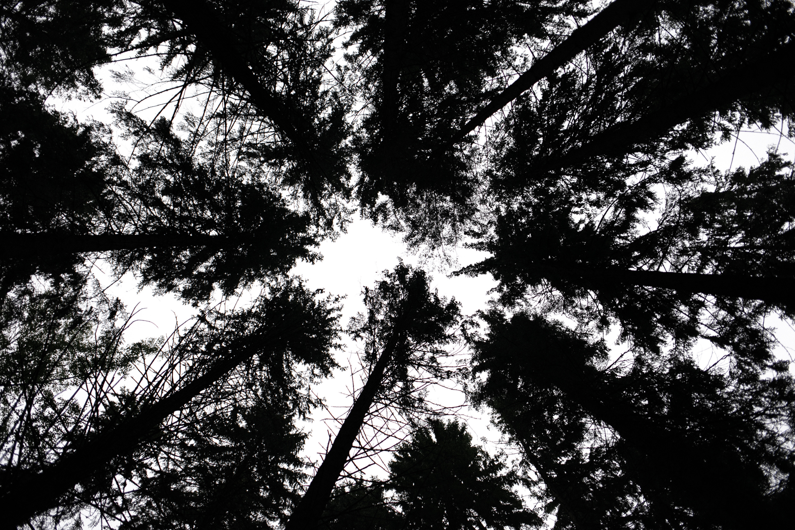 Лена и Коля. Свадебный фотограф СПб Мадина Сафарян