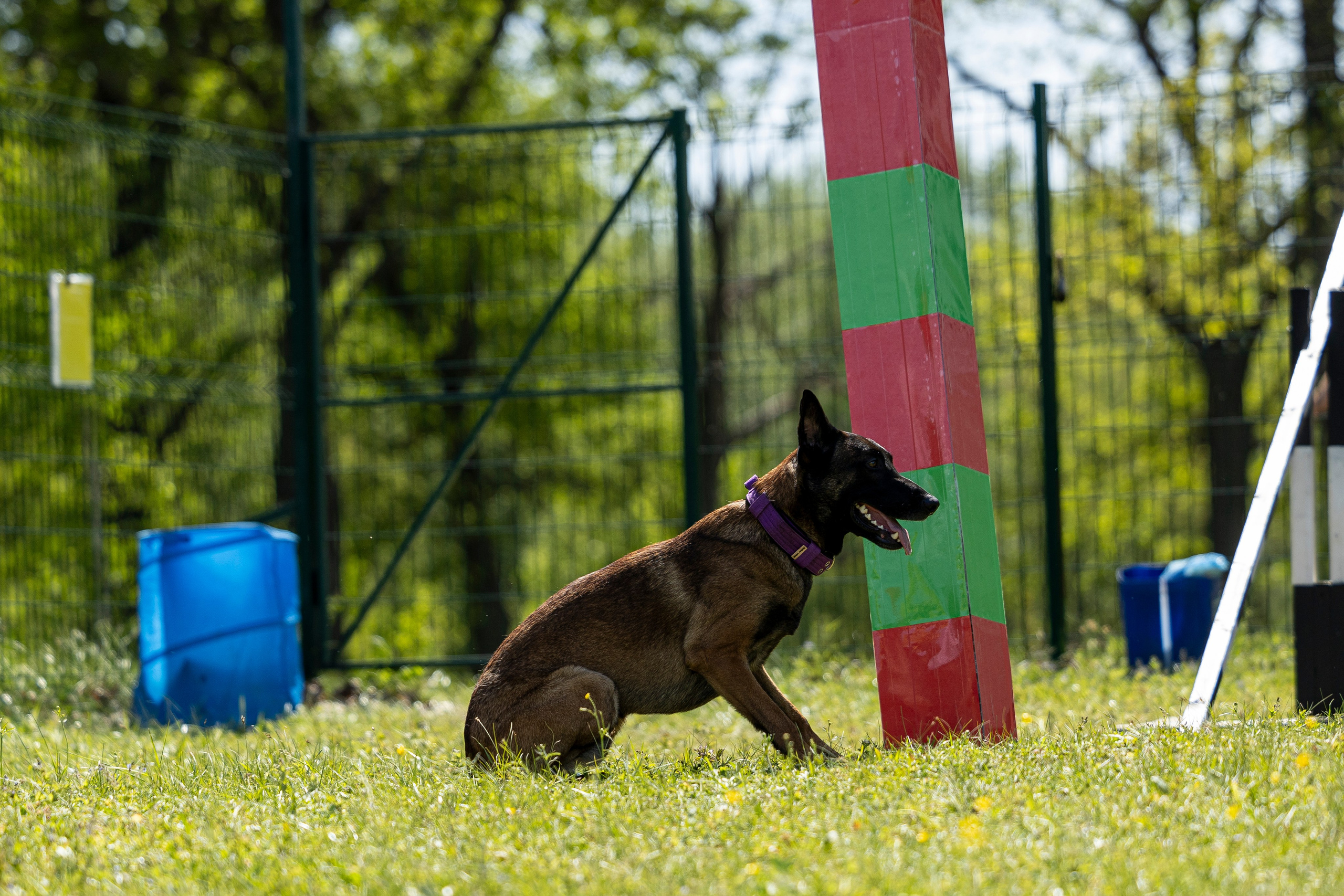 Испытания по мондьорингу в Нижнем Новгороде. Фотограф-анималист Анна Маринич