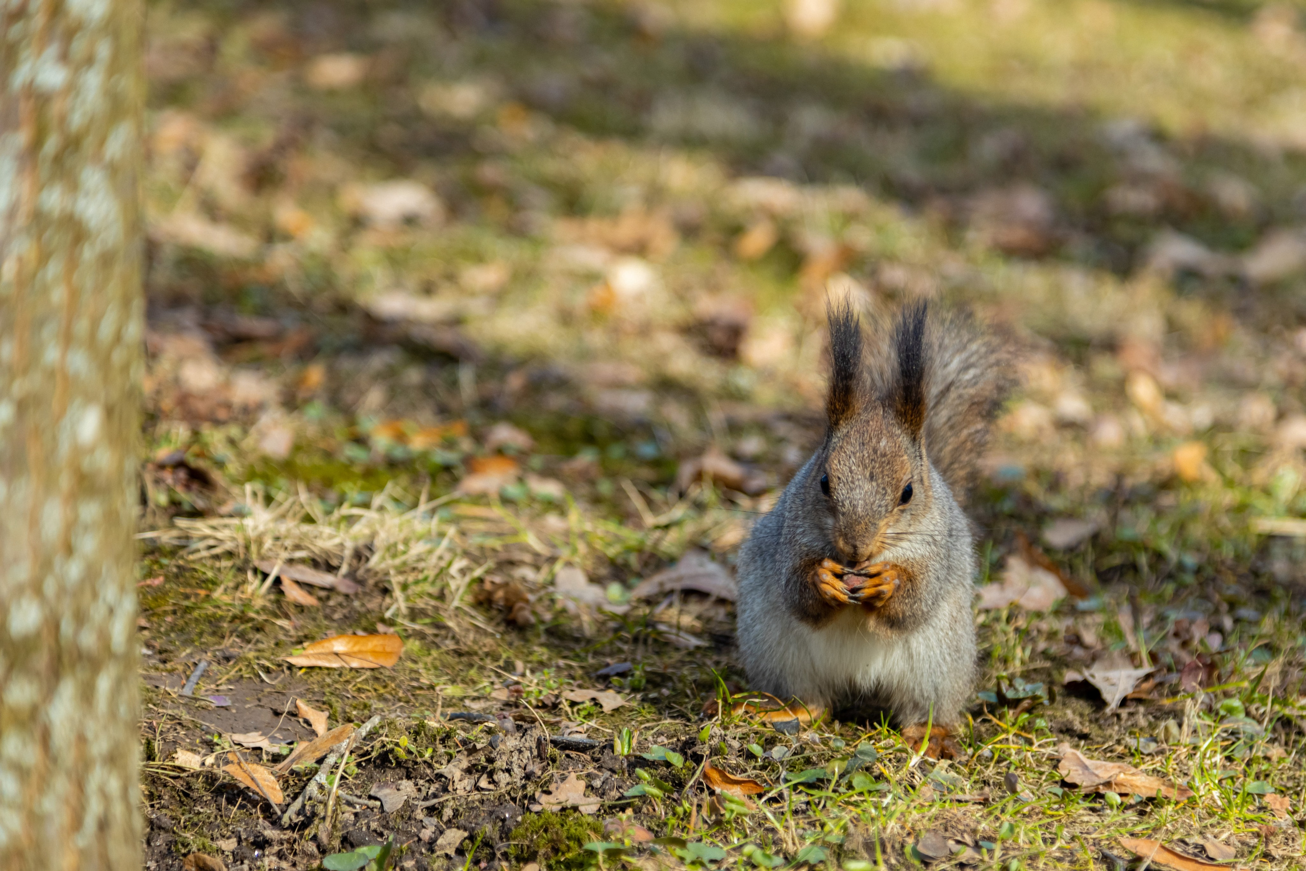 Петергоф нижний парк фото