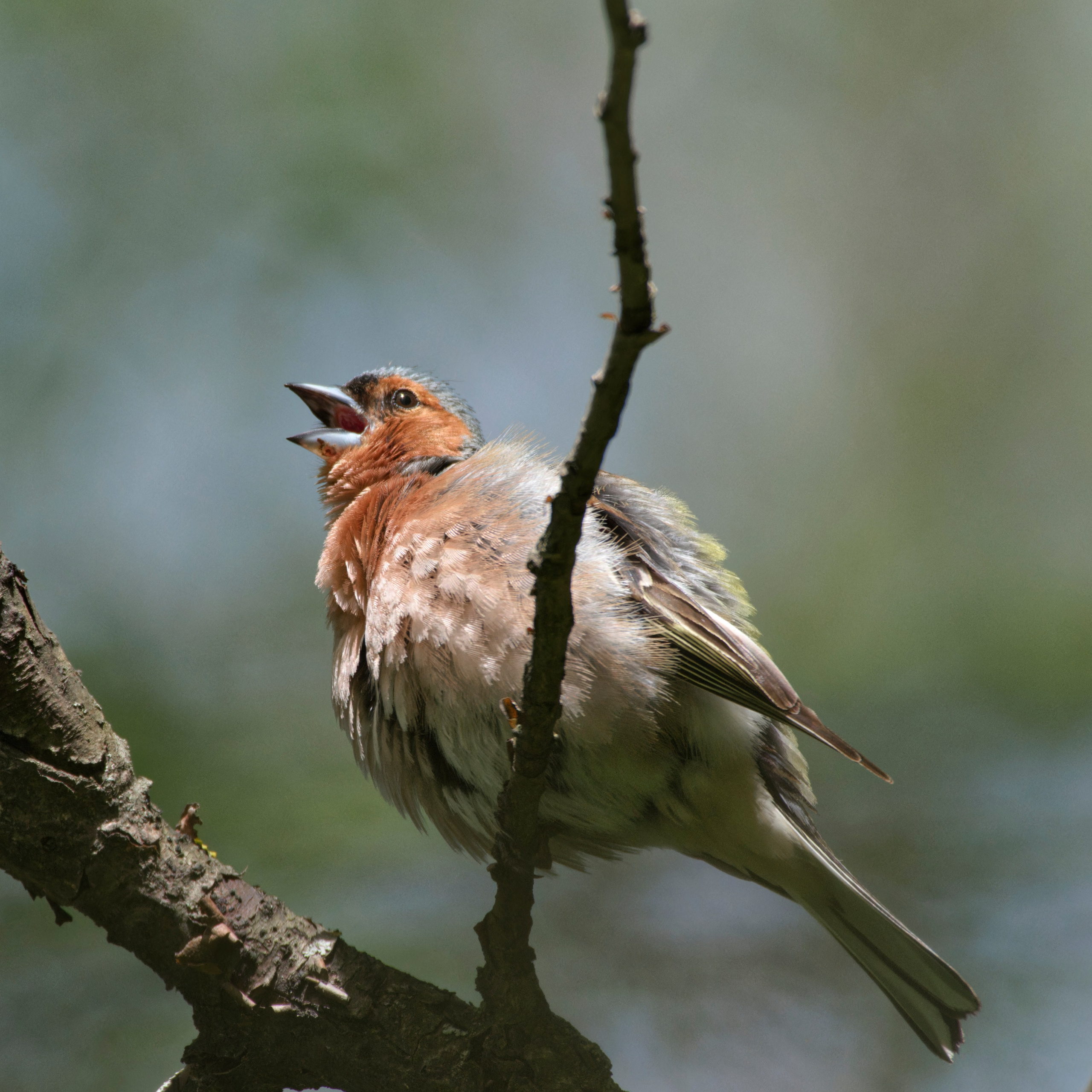 Перья. Семоха Валерий. Фотограф