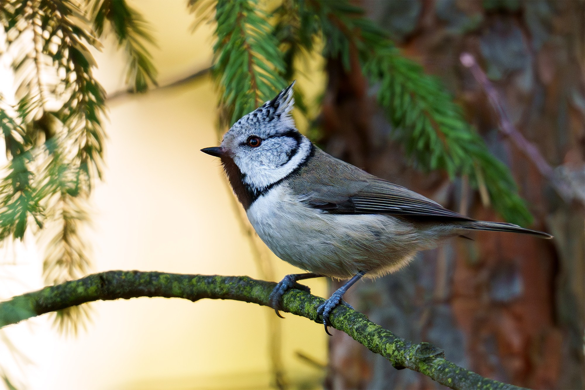 Удивительные мир птиц. Вокруг нас столько прекрасного — присмотритесь!. Ваш личный фотограф Марина Волкова