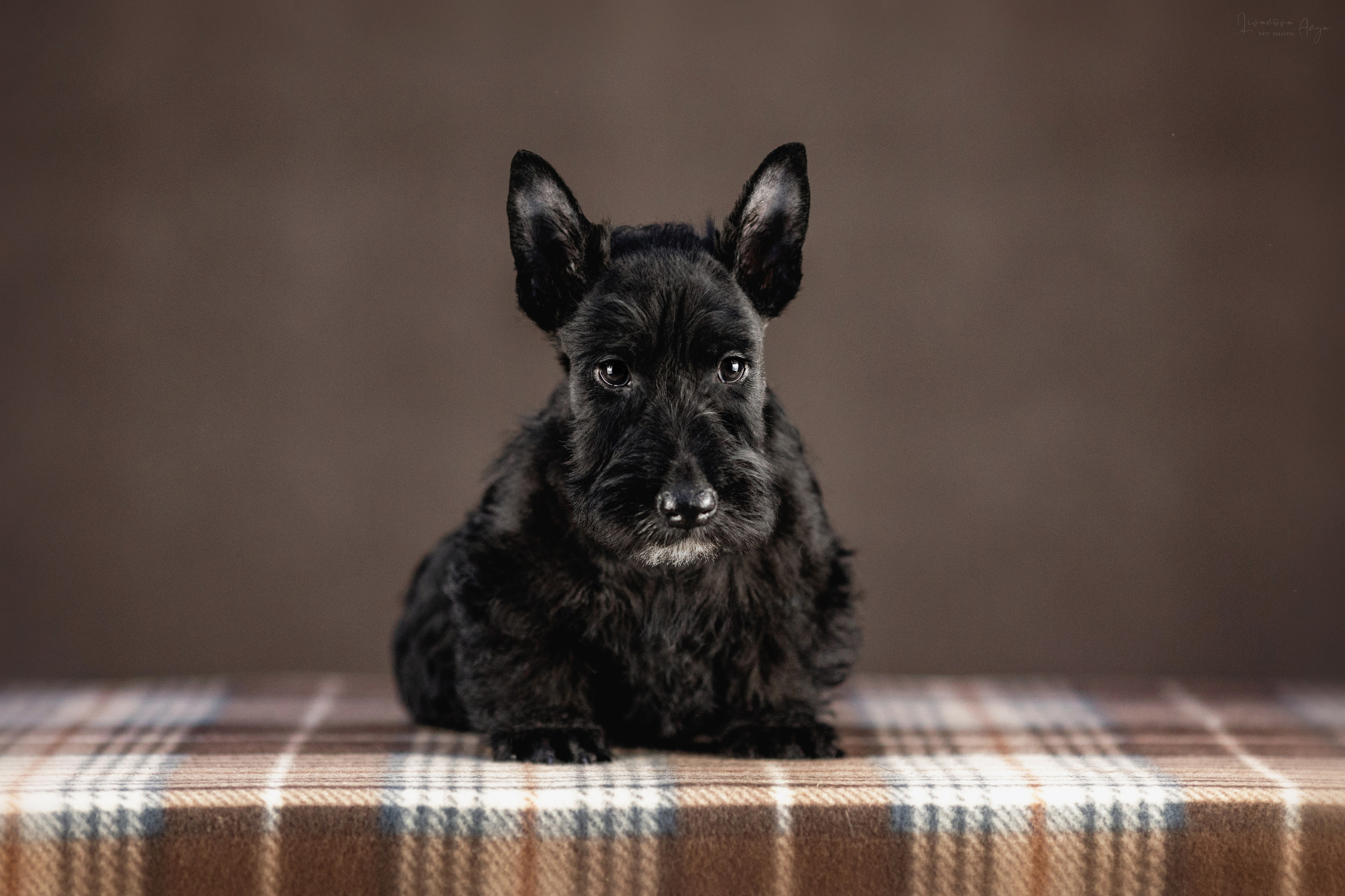 Скотчики. Фотограф анималист Аня Ливанова | Рыбинск