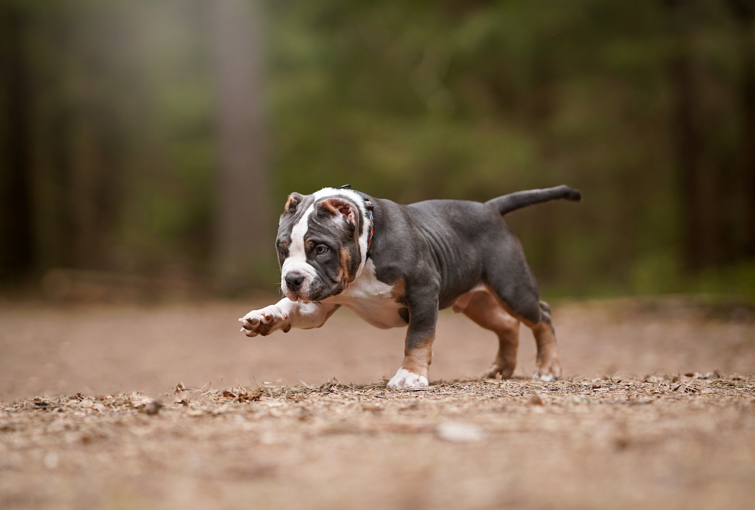 Щенки булли. Фотограф-анималист в Санкт-Петербурге Яна Мартынова