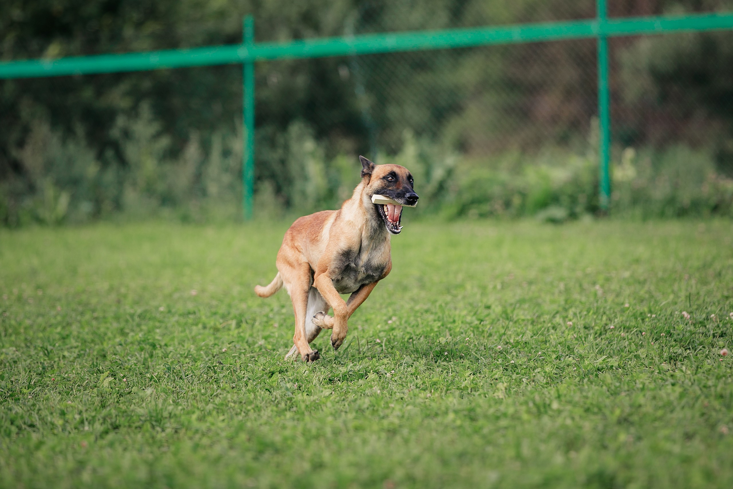 Мондьоринг М1, М2, М3, Вологда. Фотограф-анималист Mary Mart — Москва, Питер
