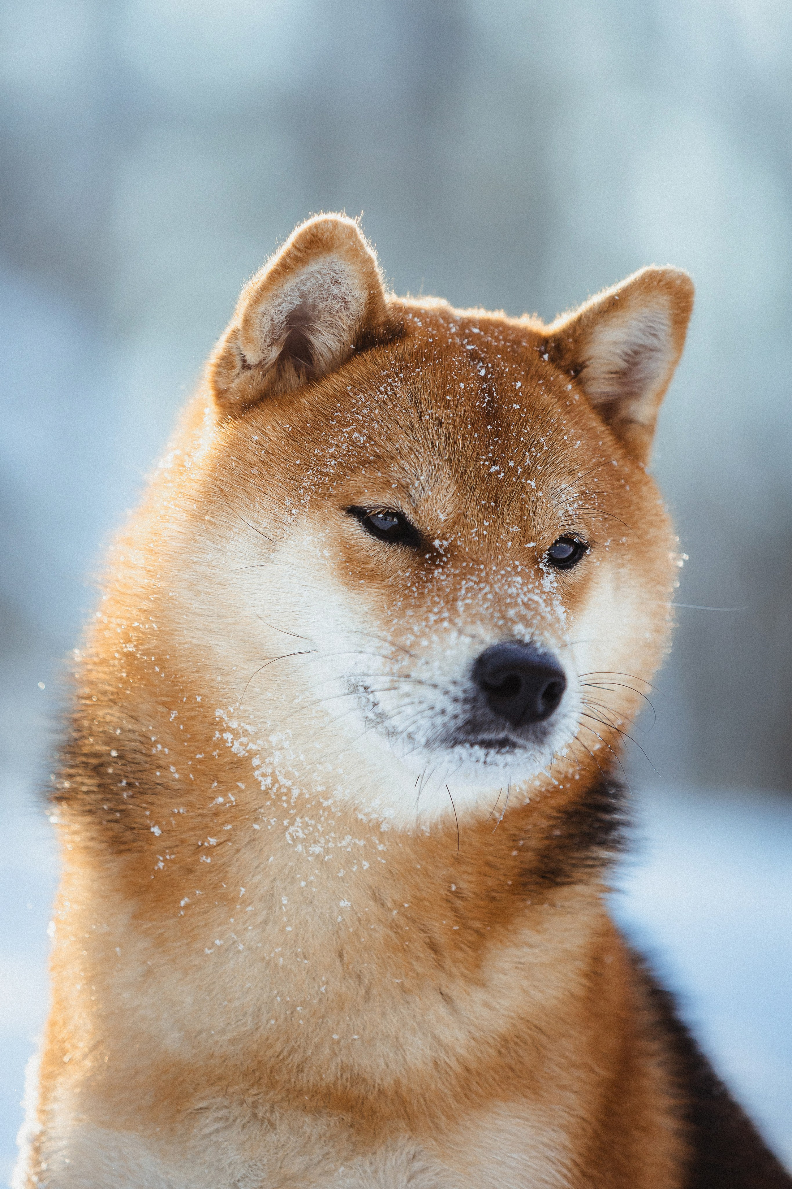 Шед, Цири и Ира