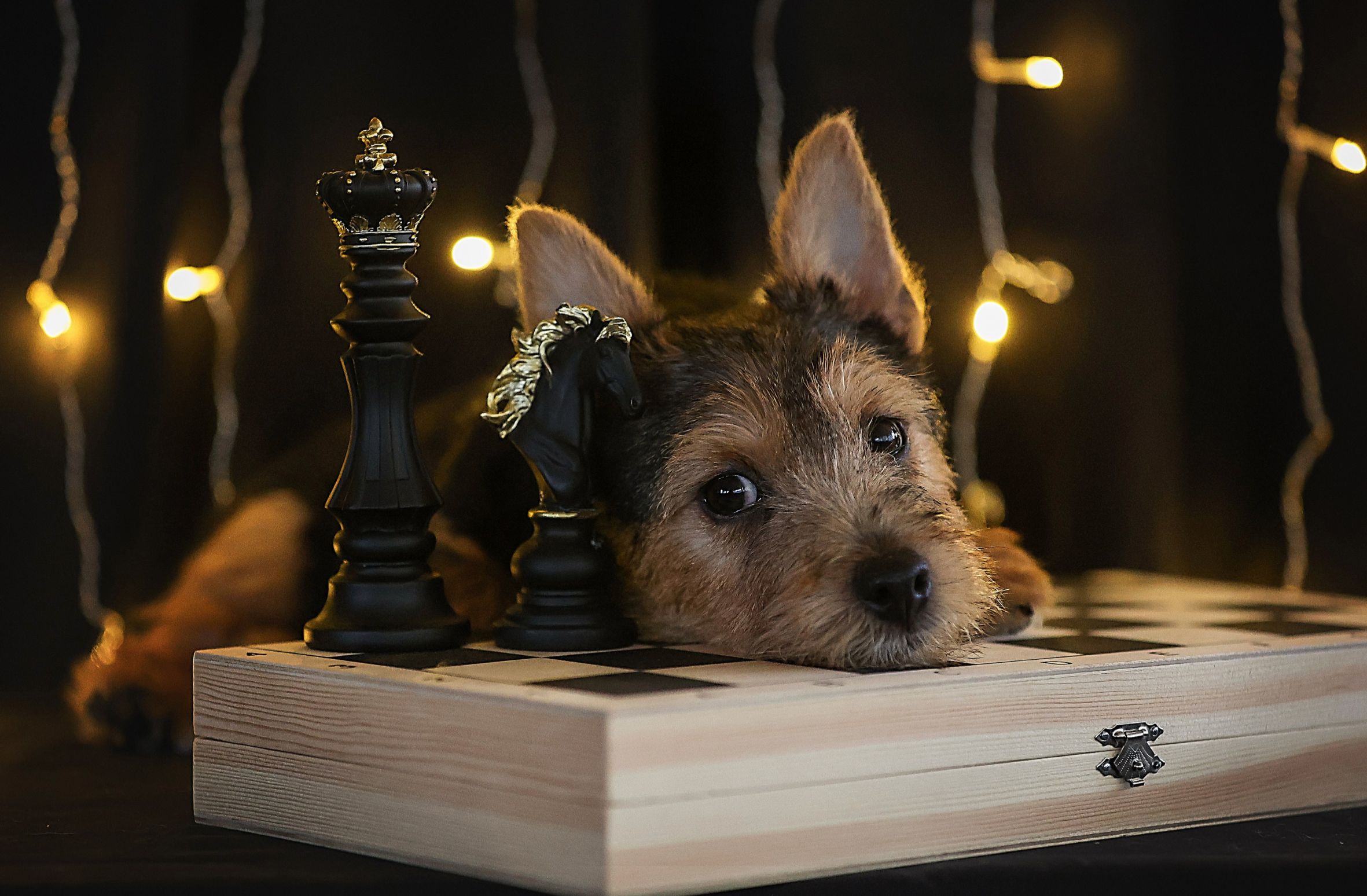 Курсы на фотографа-анималиста