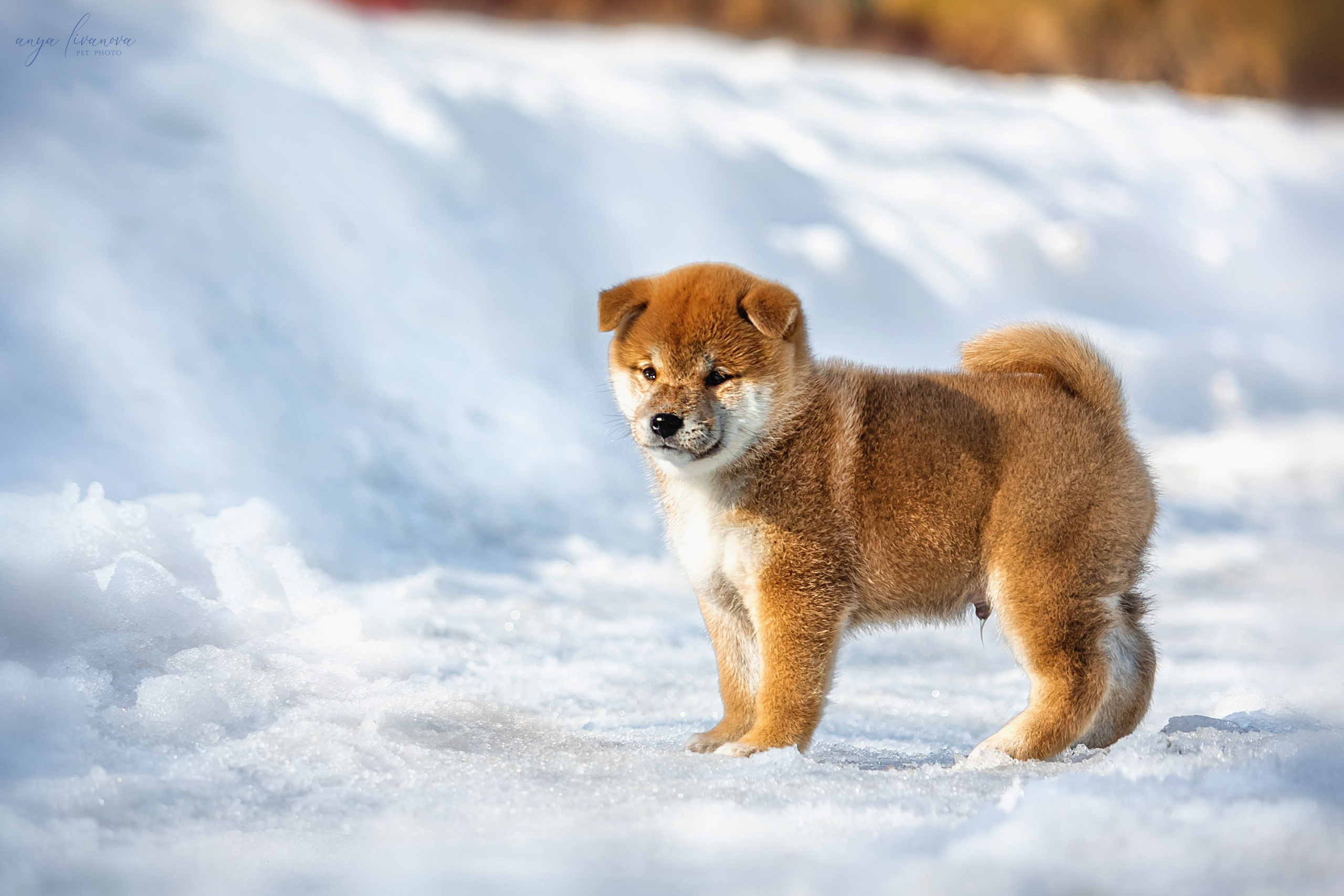 Сибы. Фотограф анималист Аня Ливанова | Рыбинск