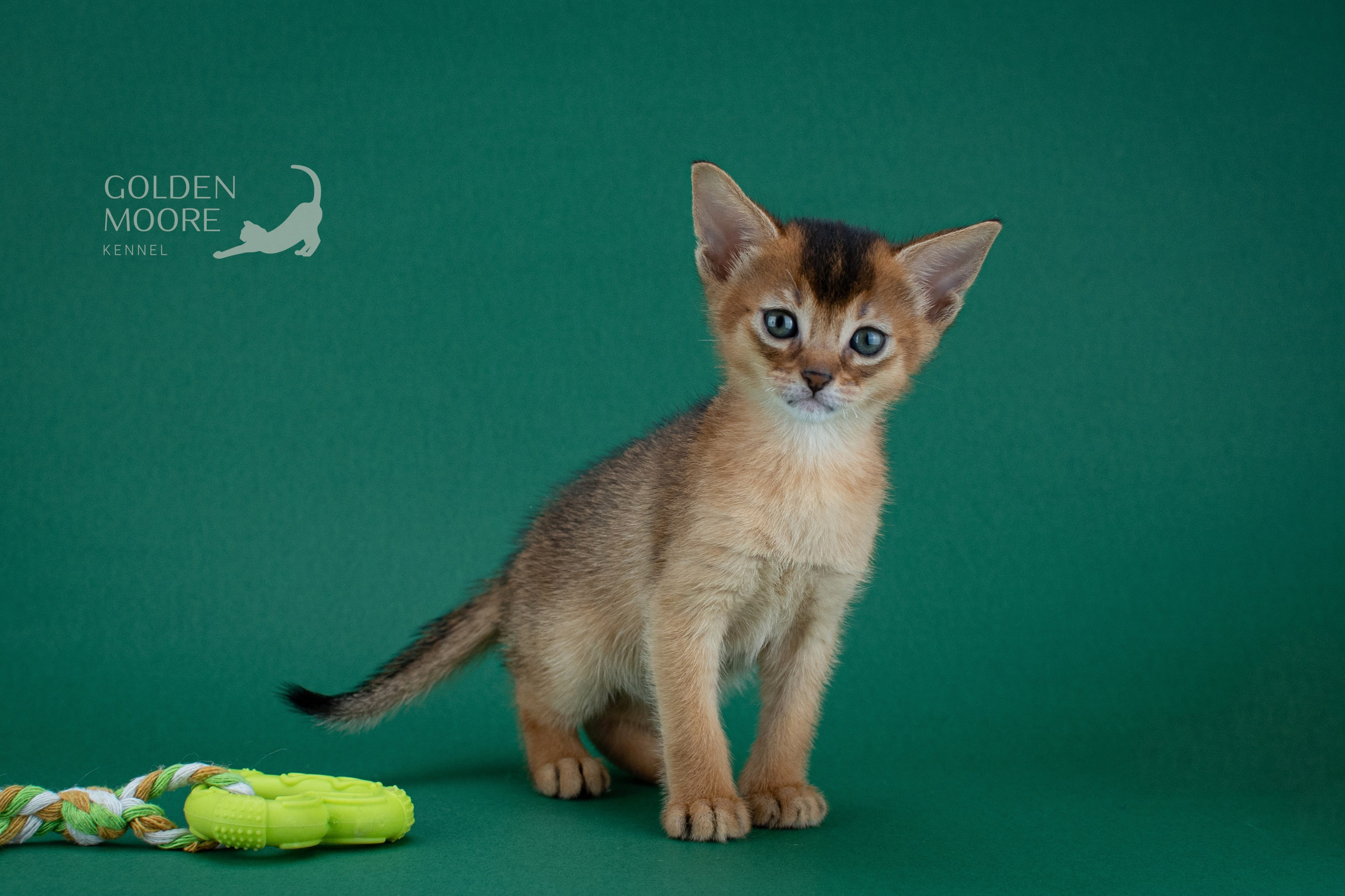 Съемка кошек. Фотограф анималист в Ростове I Гончарова Анна