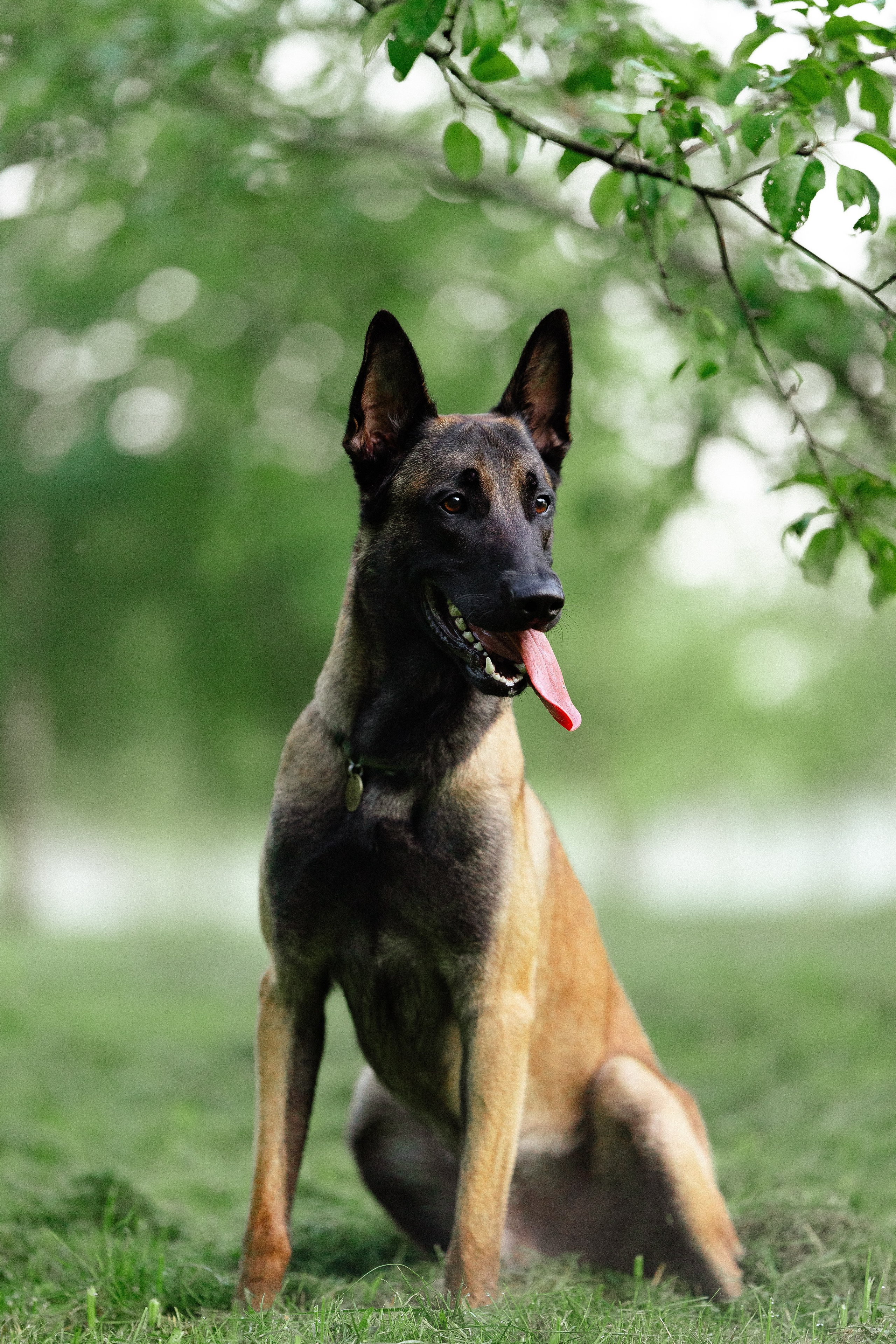 Галина и Кодекс. Фотограф и видеограф анималист Аганина Дарья