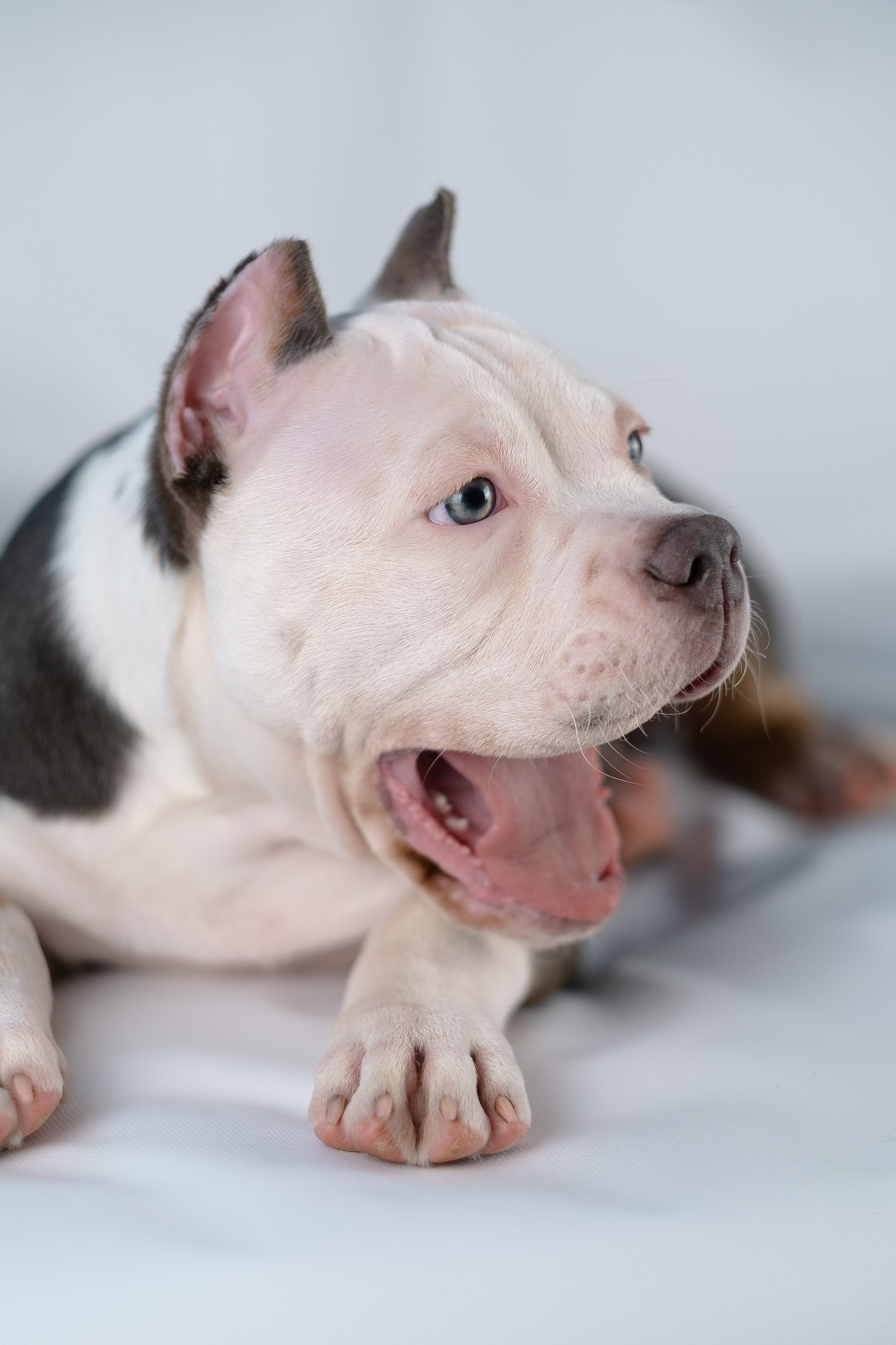 Зевс. Фотограф и видеограф анималист Аганина Дарья