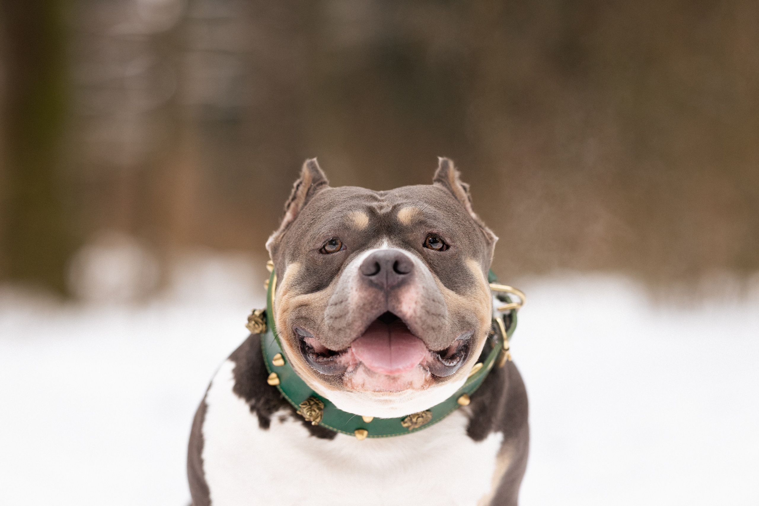 Лера и Наган. Фотограф и видеограф анималист Аганина Дарья